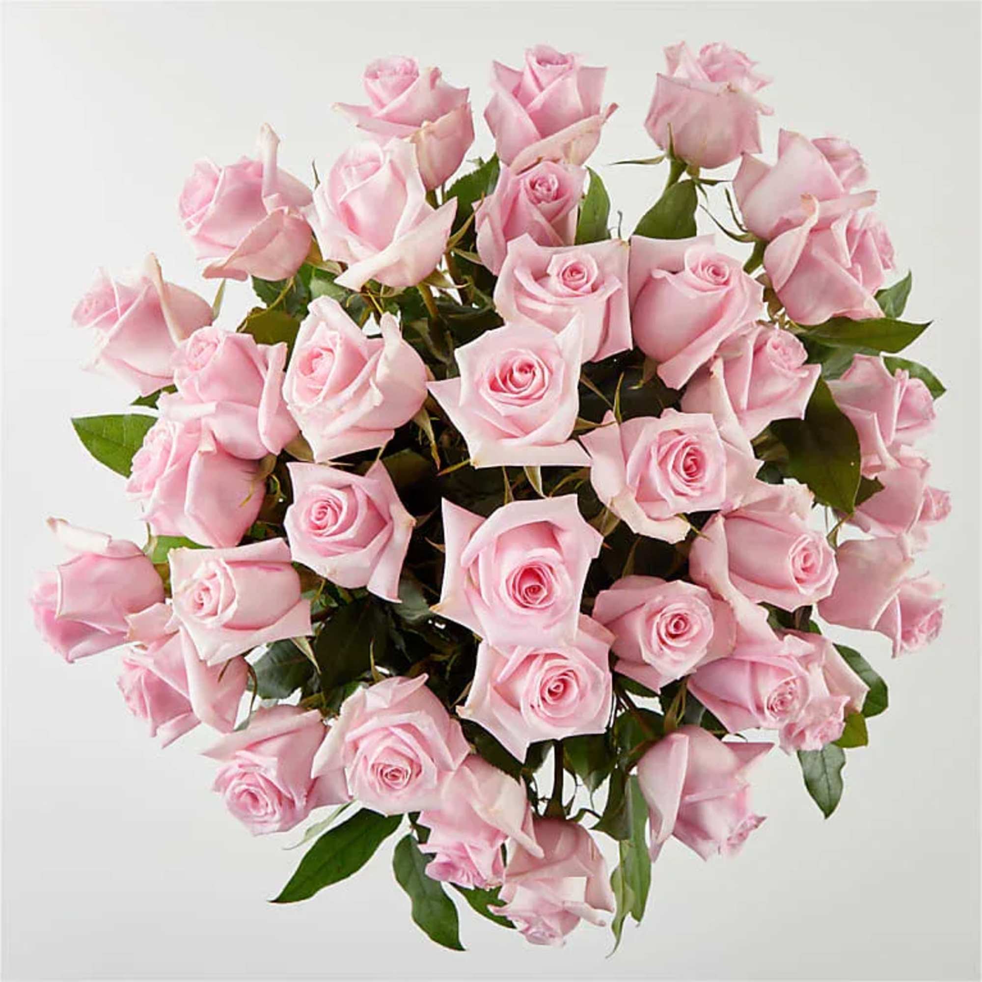 Bouquet of pale pink roses with green foliage