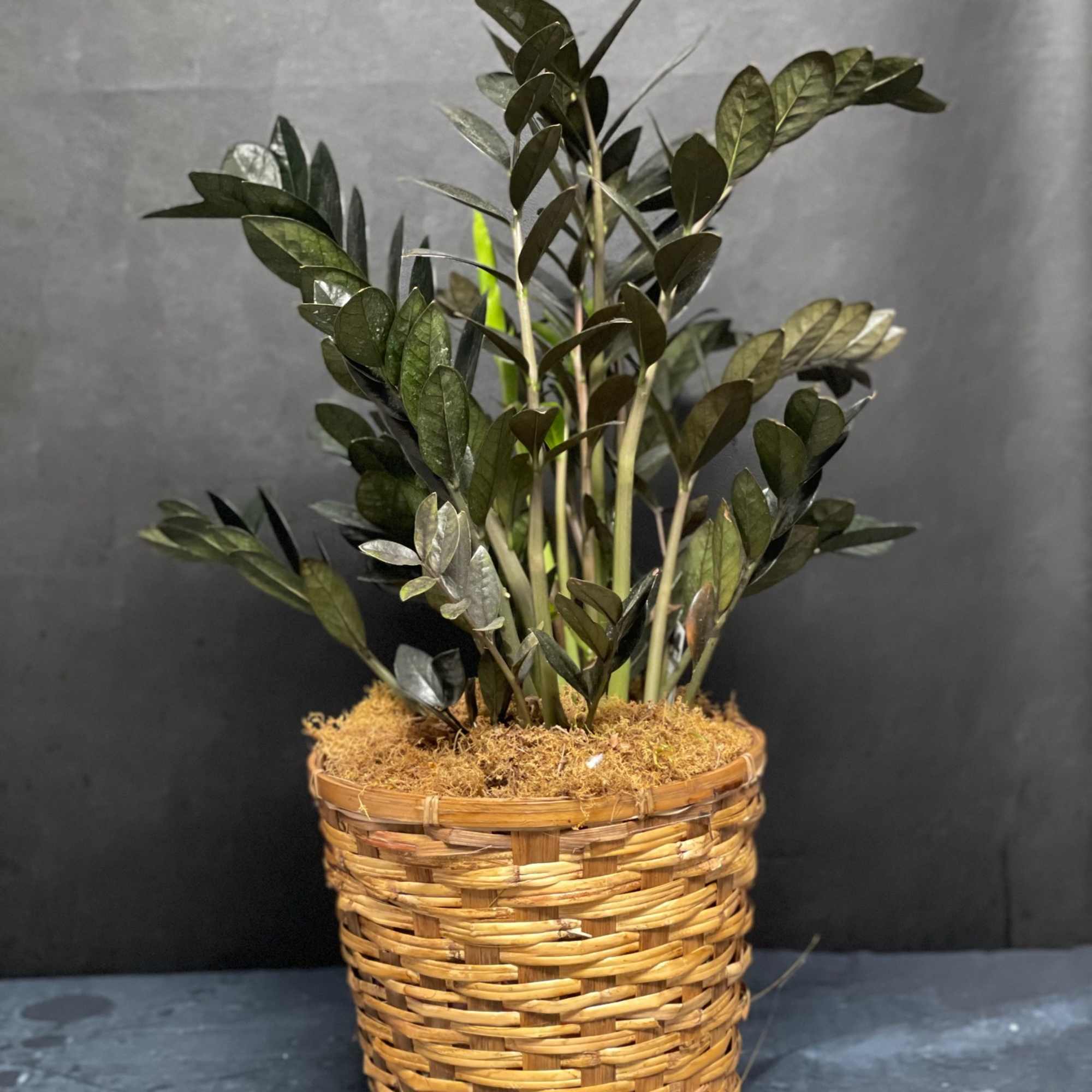 Potted green plant in a woven basket planter