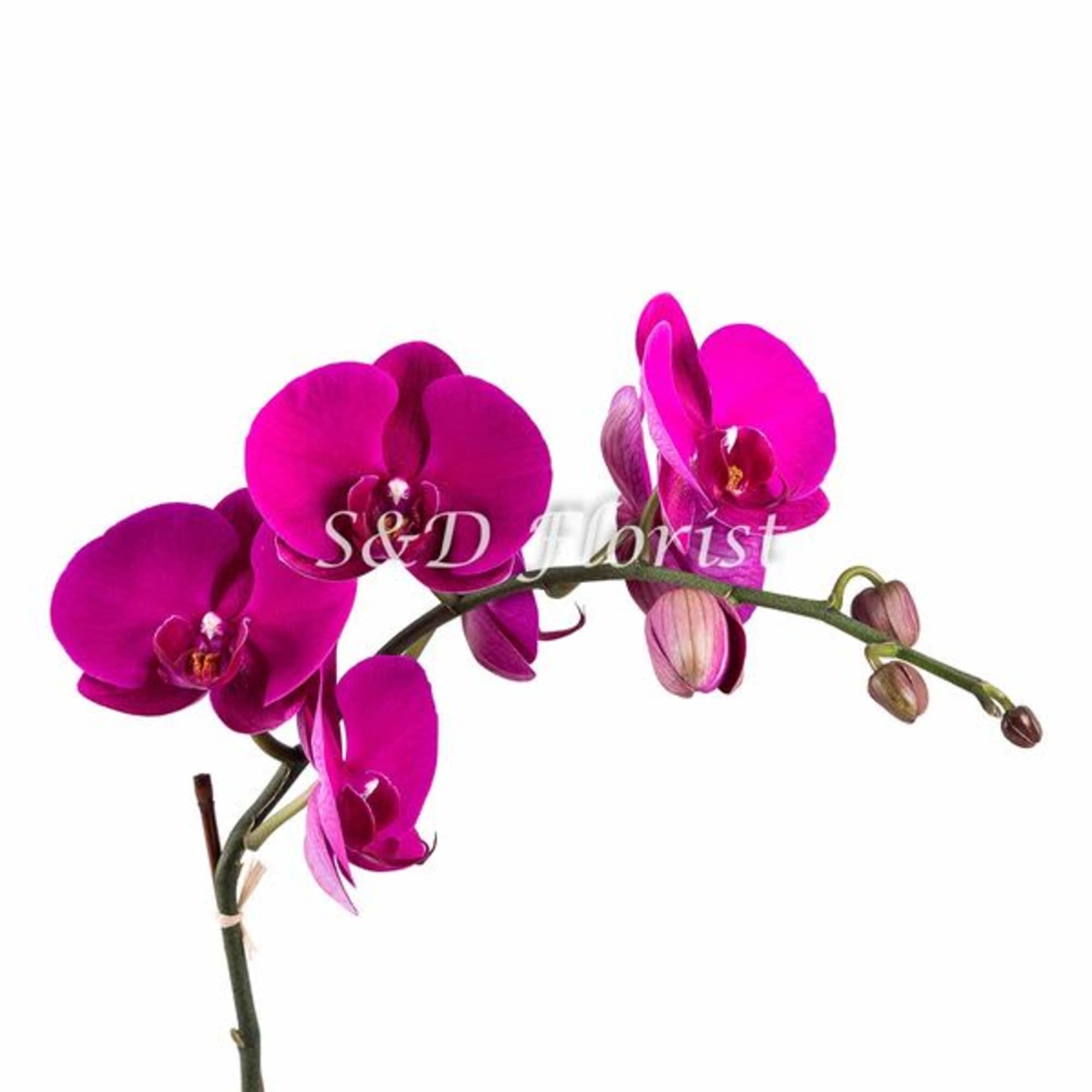 Magenta orchid blooms on a single arching stem
