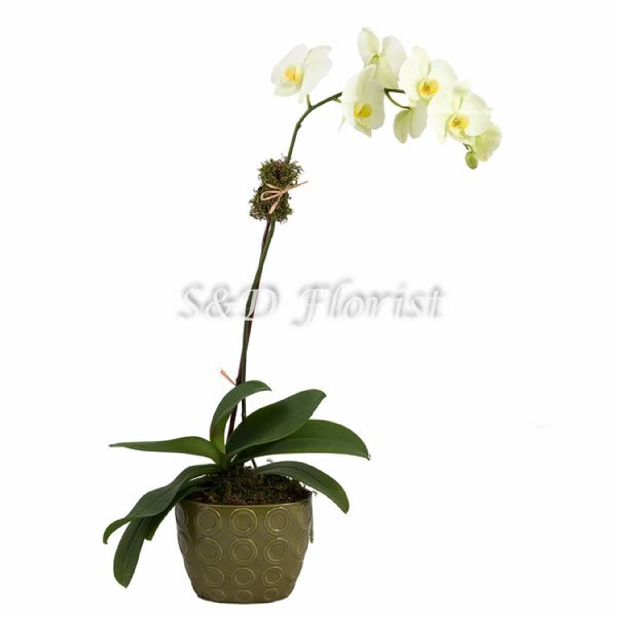 White orchid plant in a patterned pot
