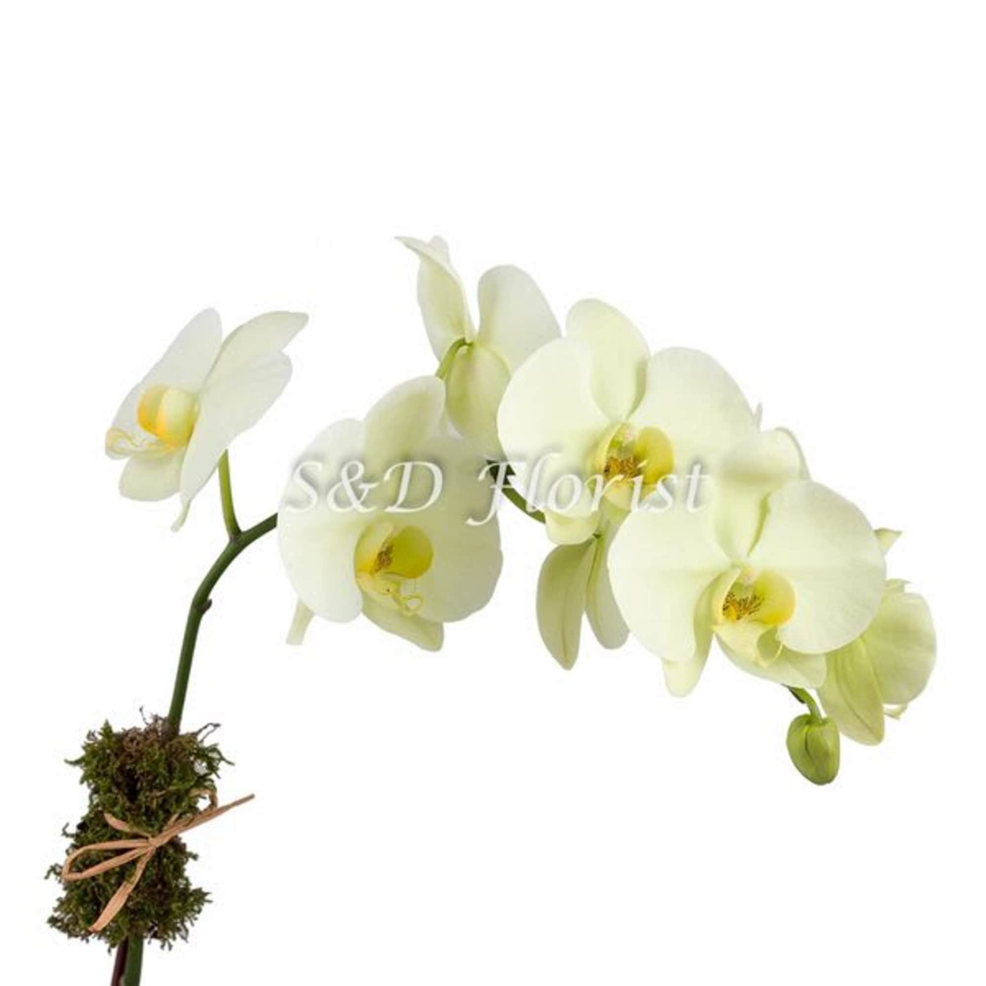White orchid blooms on a single stem with a moss-wrapped base tied with ribbon.