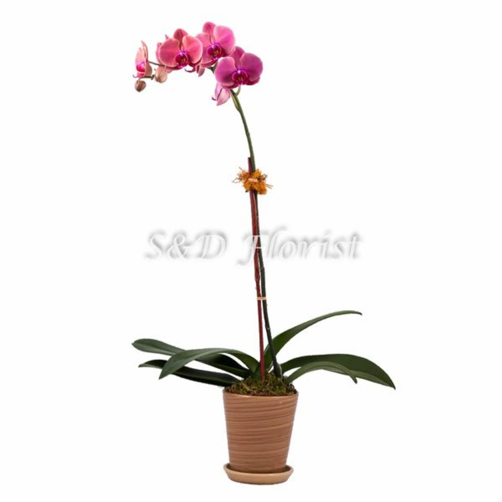 Pink orchid plant in a brown pot with a stake
