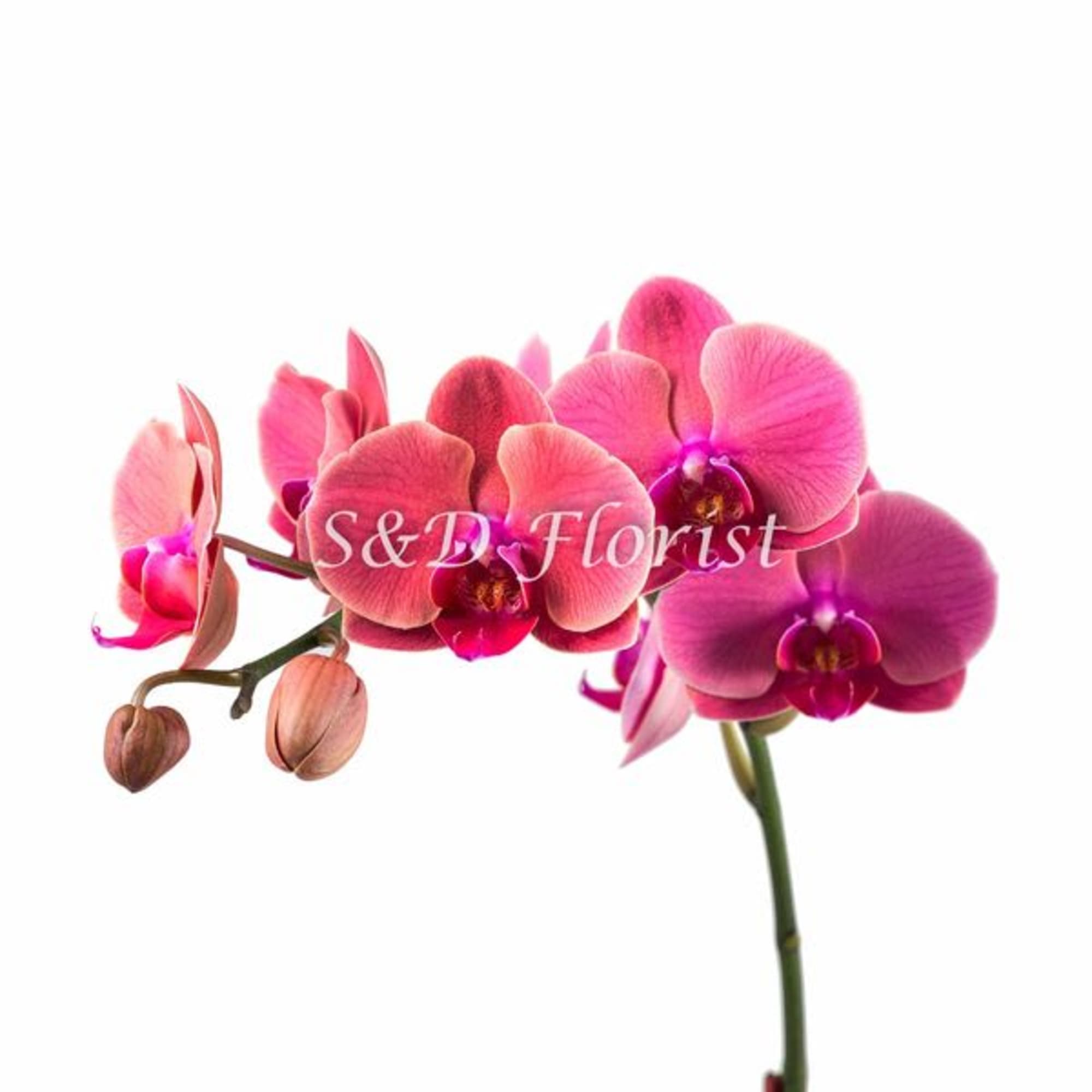 Pink orchid blooms on a single stem against a white background.