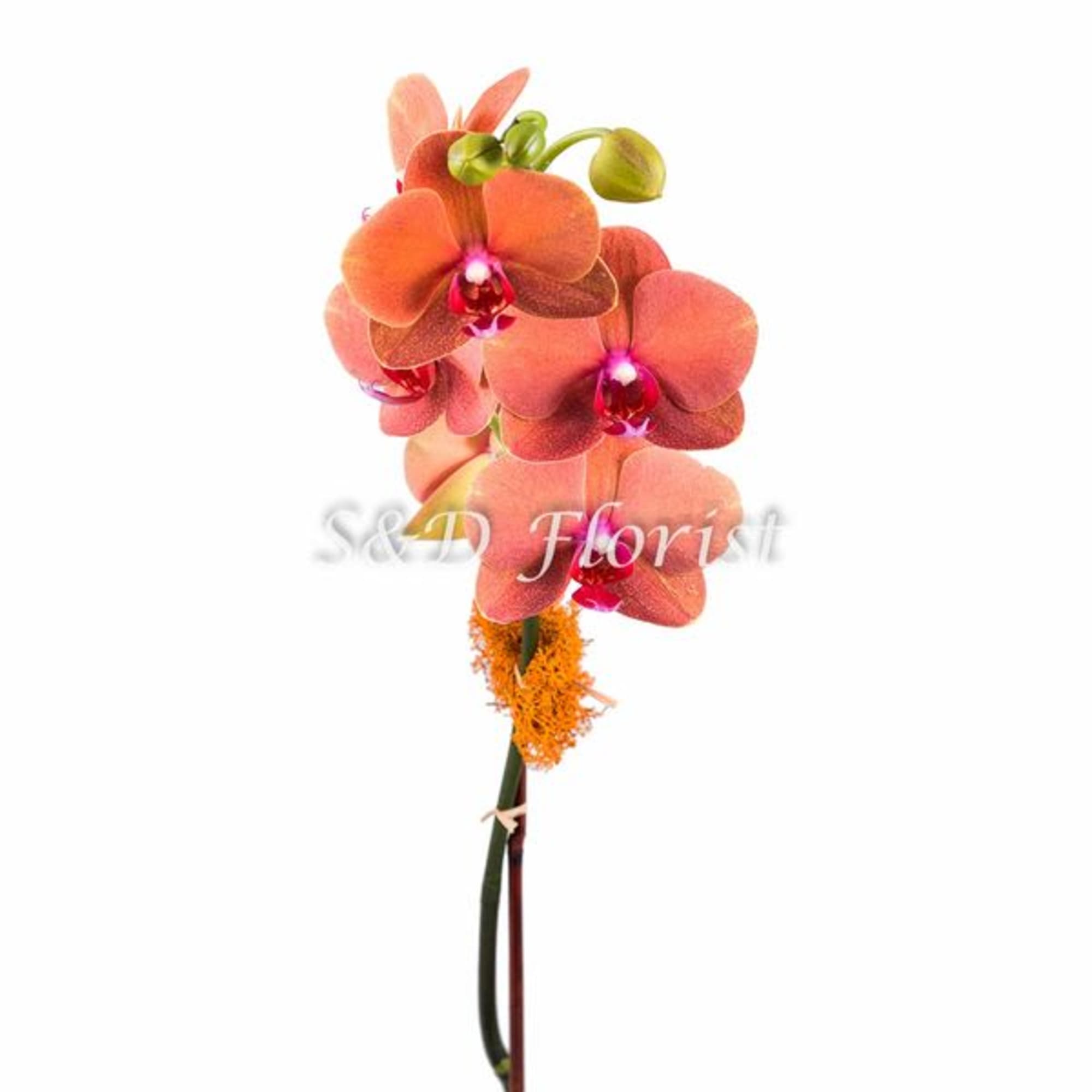 Orange orchid stem with several blooms on a white background