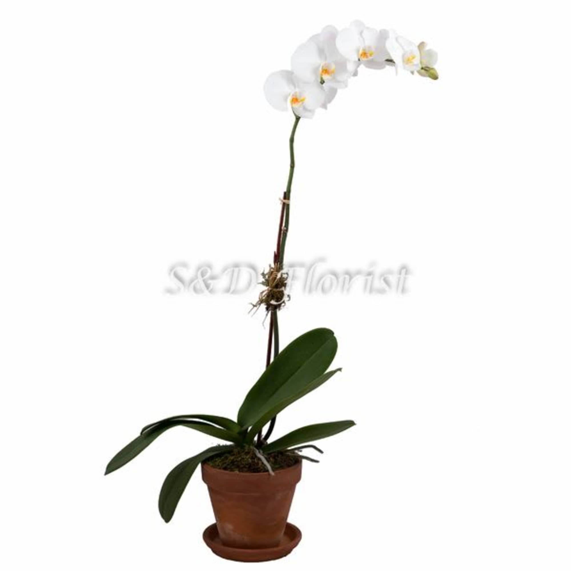 White orchid plant in a terracotta pot with a single tall stem