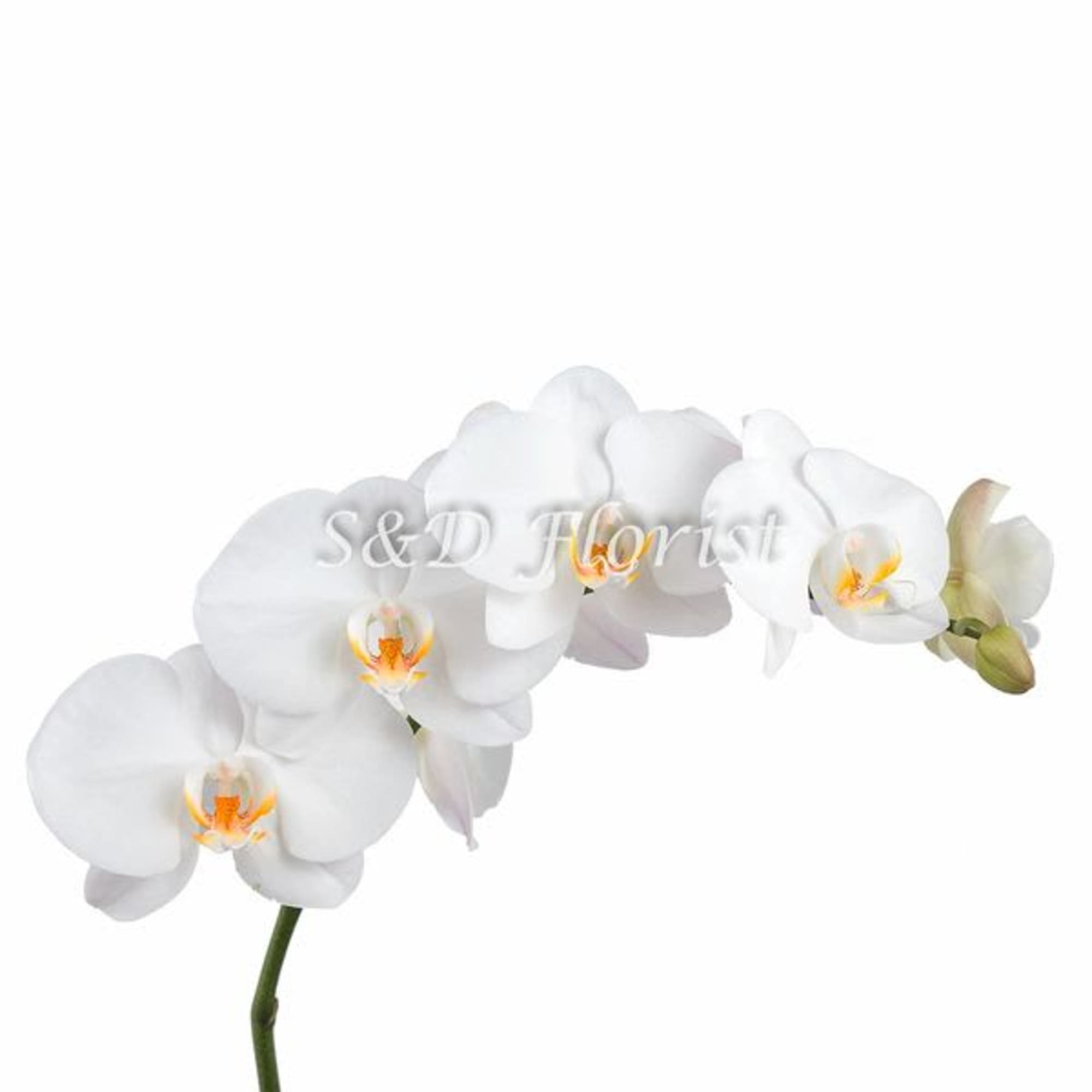 White orchid spray with several blooms on a single stem