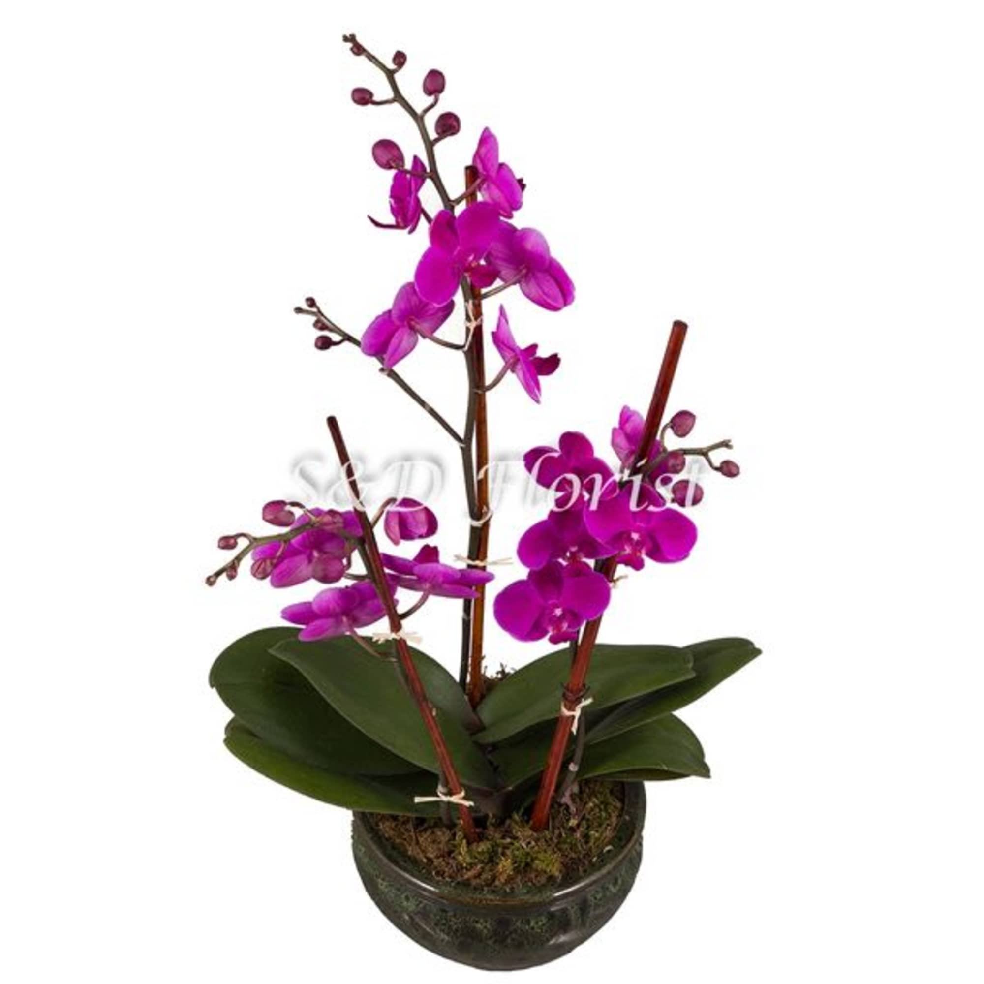 Potted purple orchid plant in a ceramic bowl