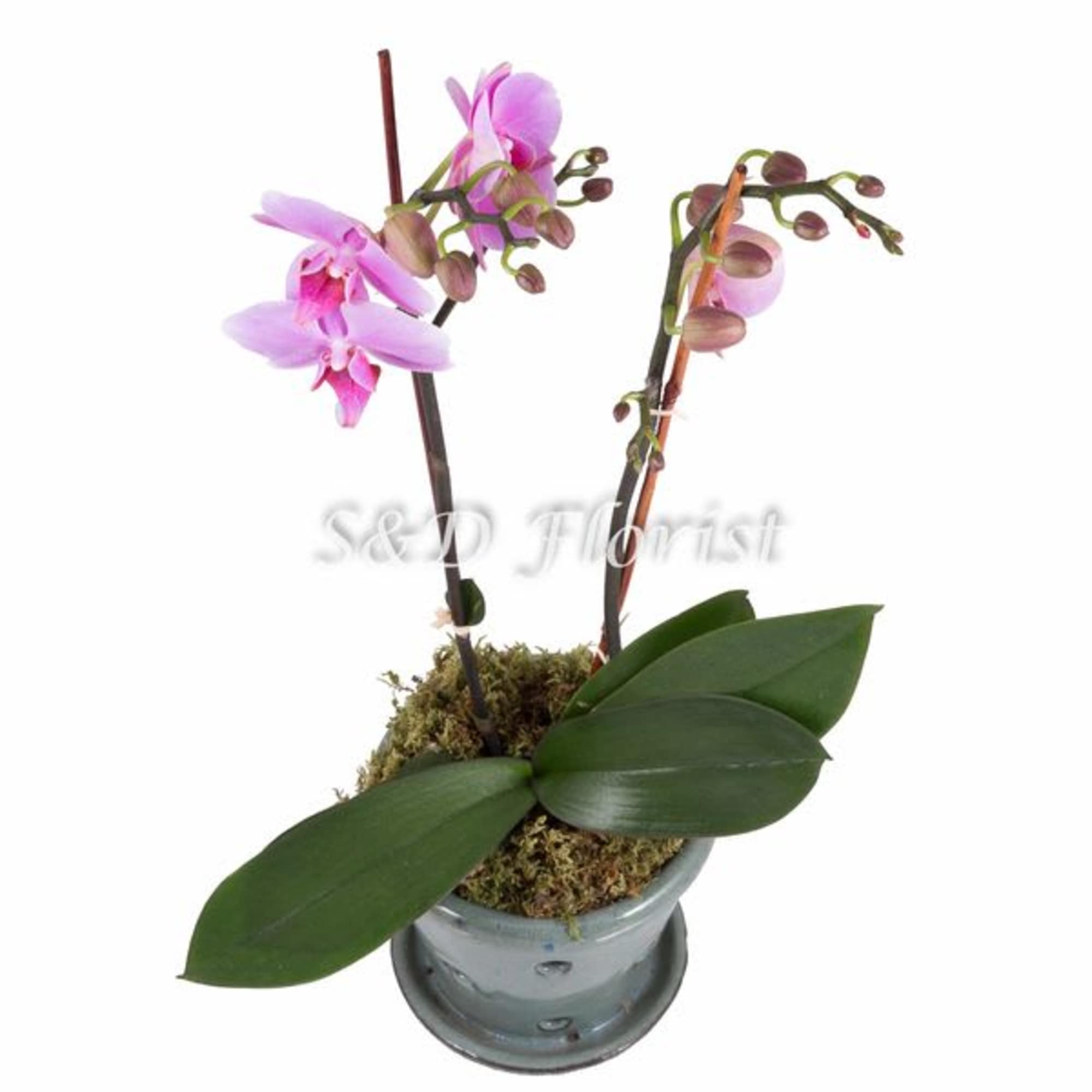 Potted pink orchid plant in a gray container
