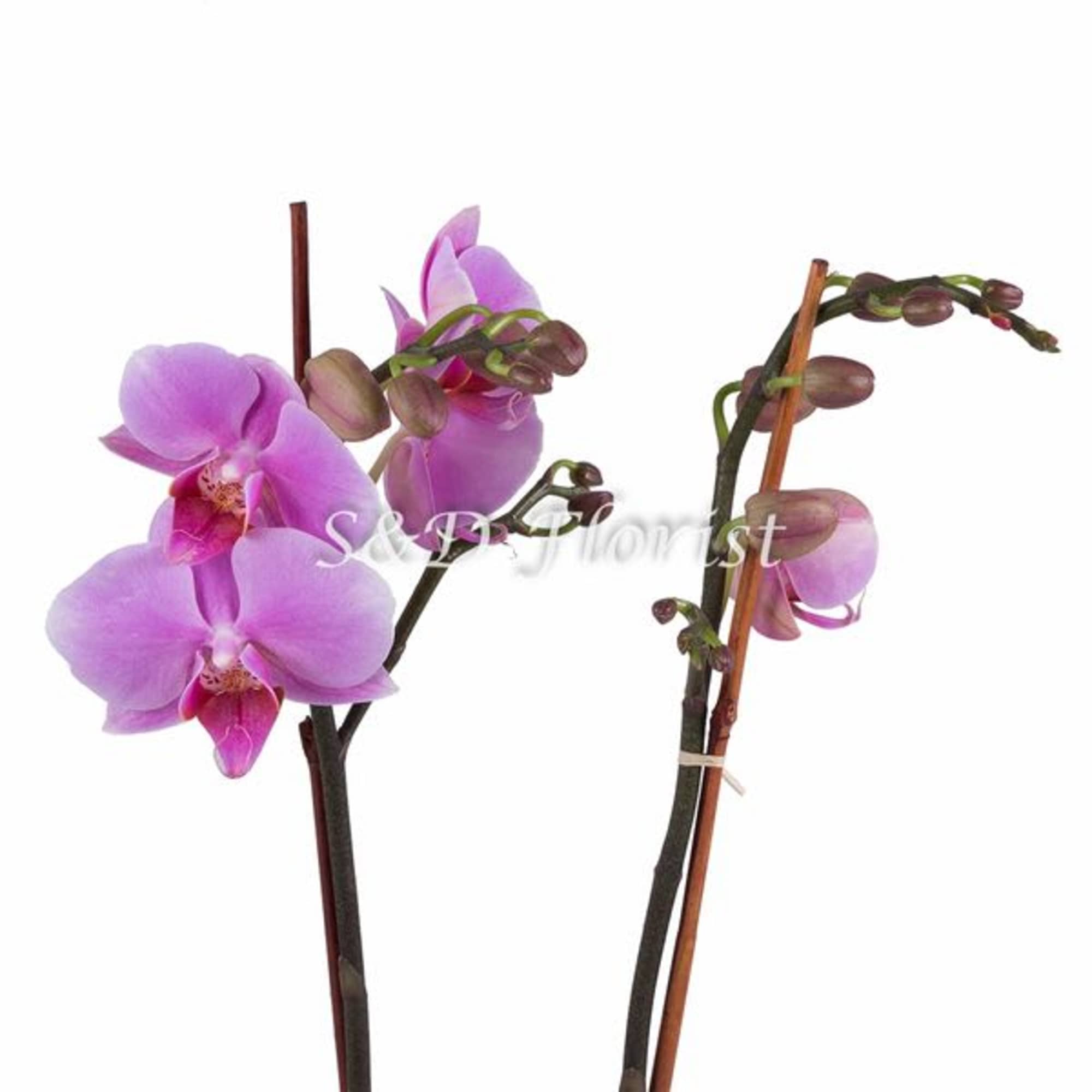 Two pink orchid stems with blooms and buds on a white background
