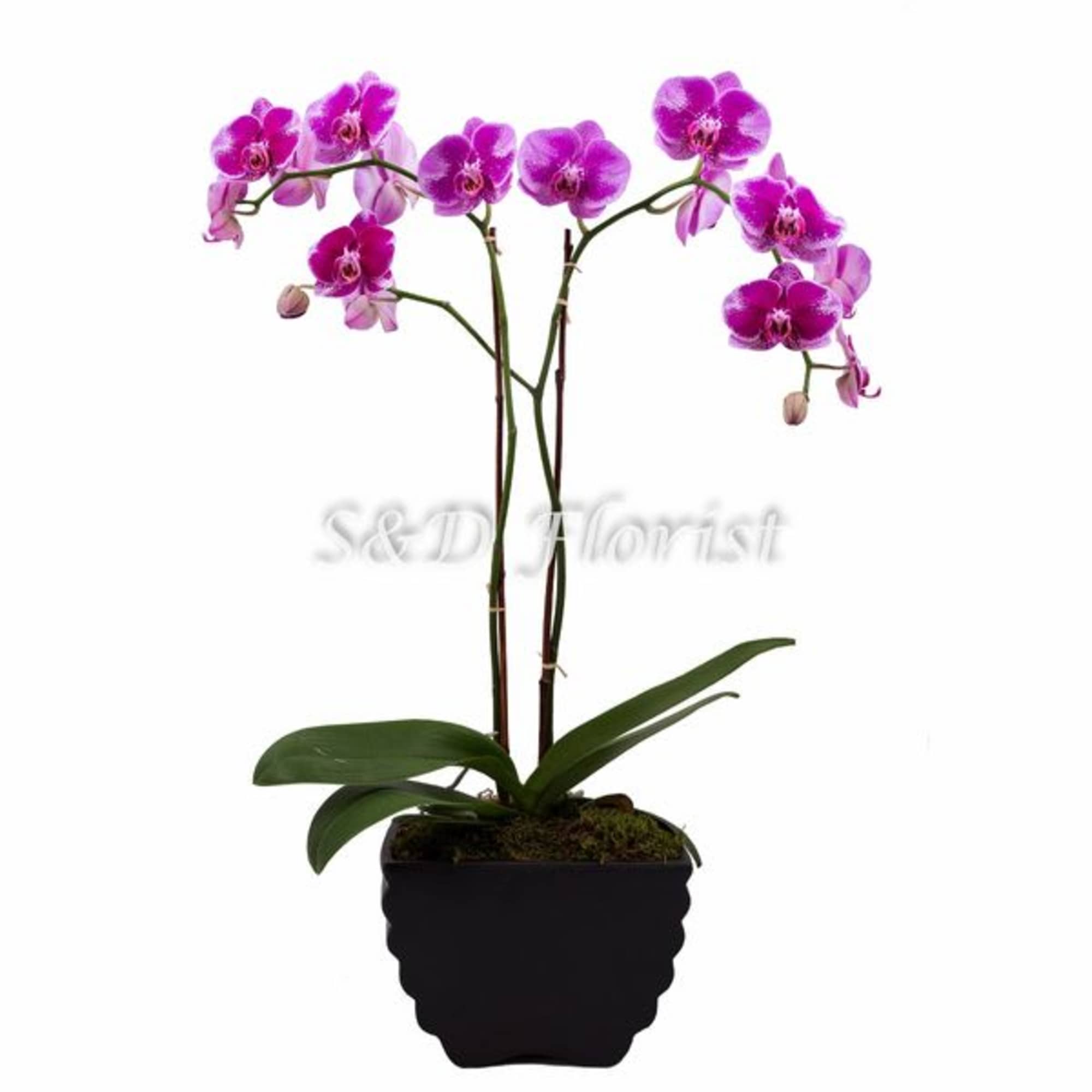 Potted orchid plant with magenta blooms in a black container