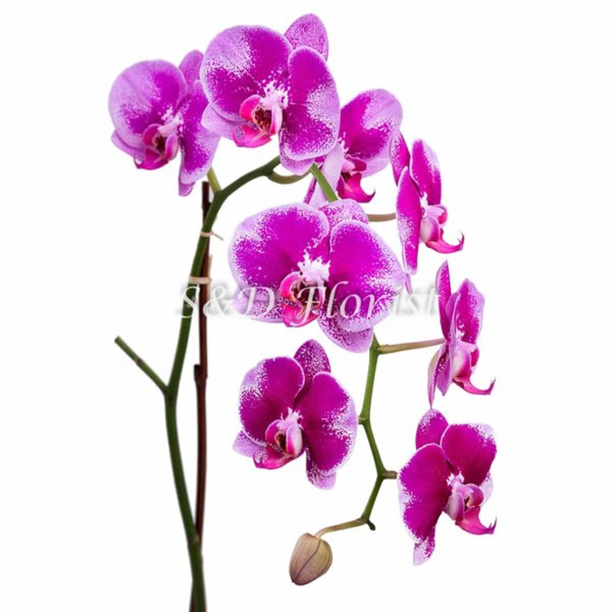 Magenta orchid blooms on long stems against a white background