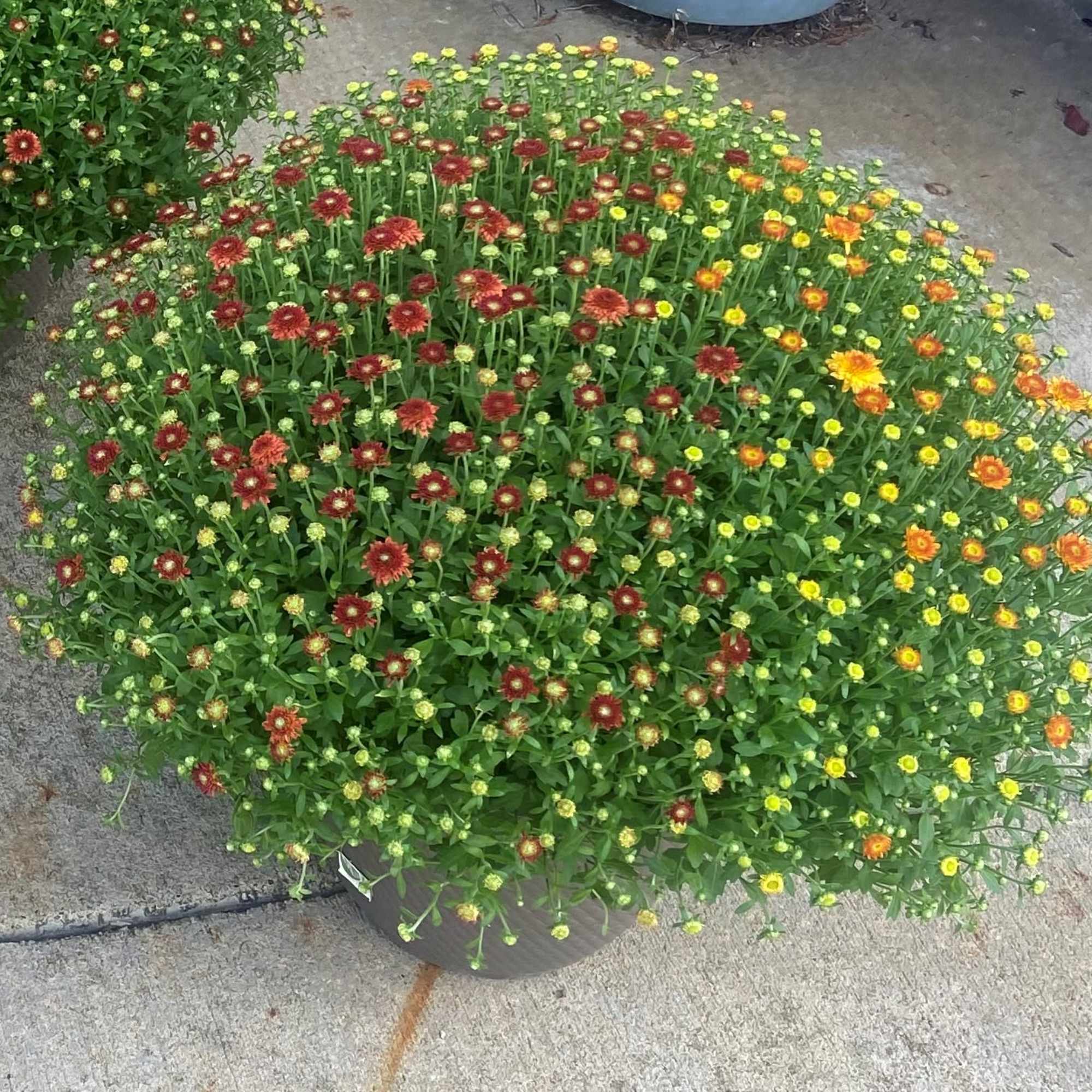 Potted chrysanthemum plant with red, yellow, and orange blooms