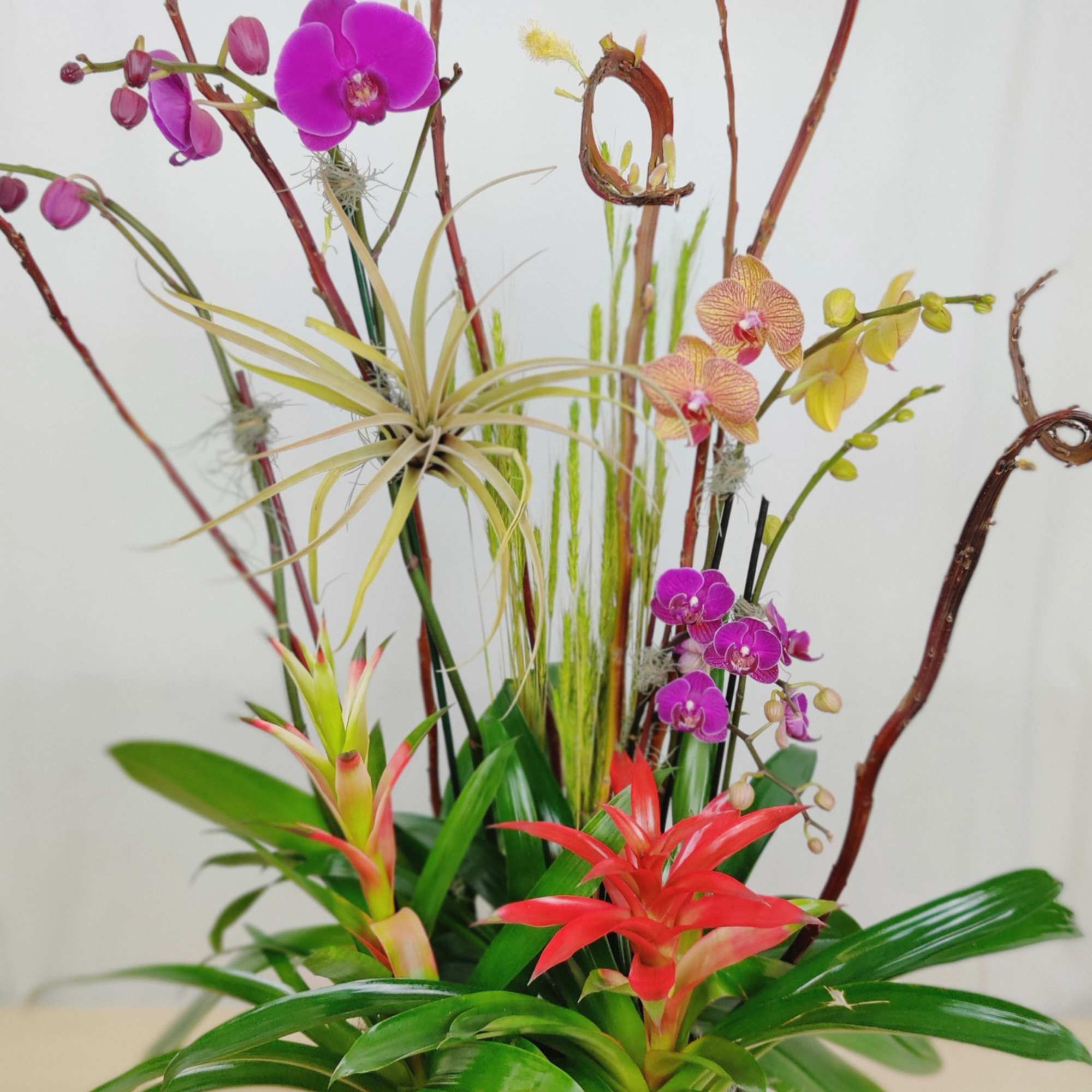 Tropical orchid arrangement in a white pot with red and purple blooms