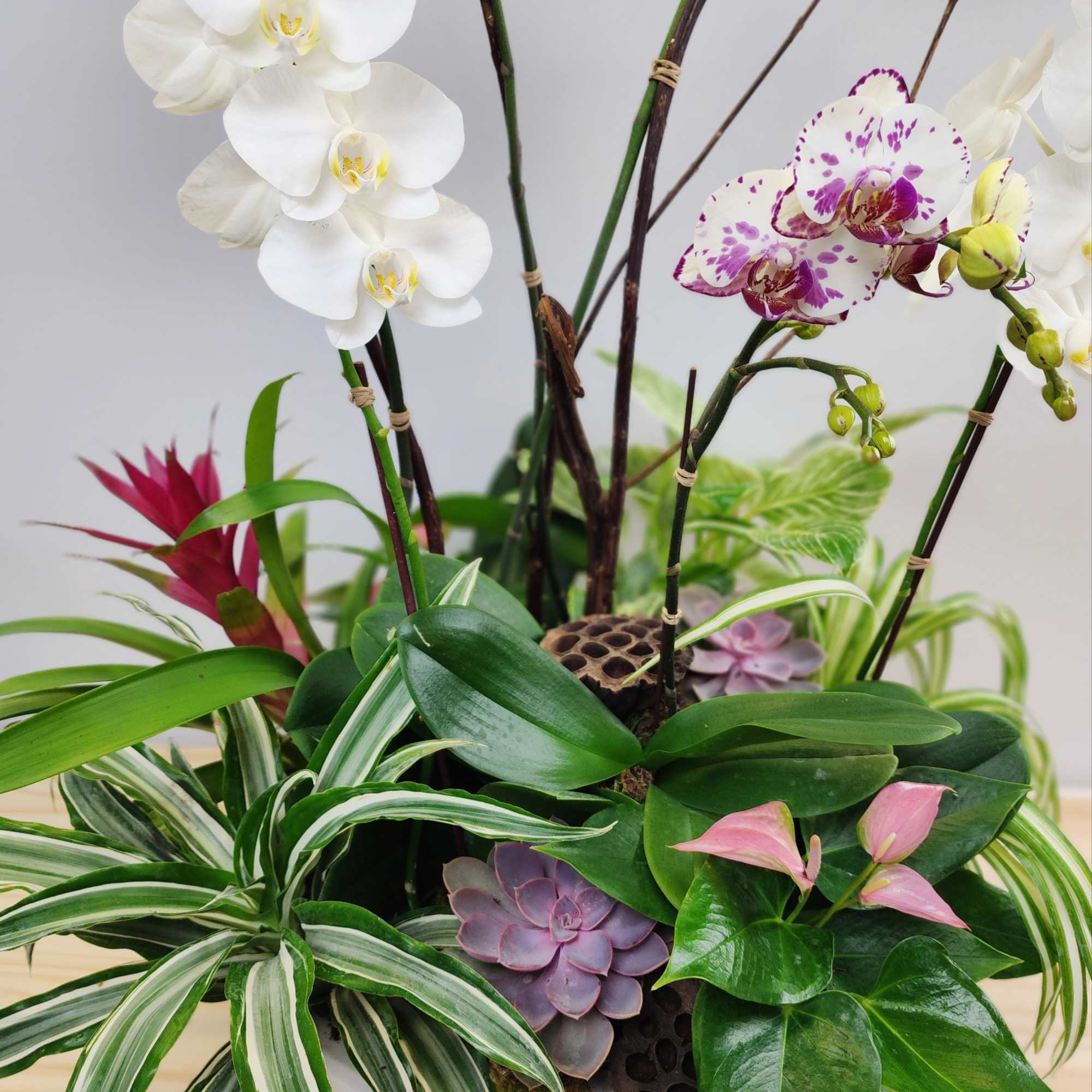 Orchid arrangement with white and purple blooms in a white container