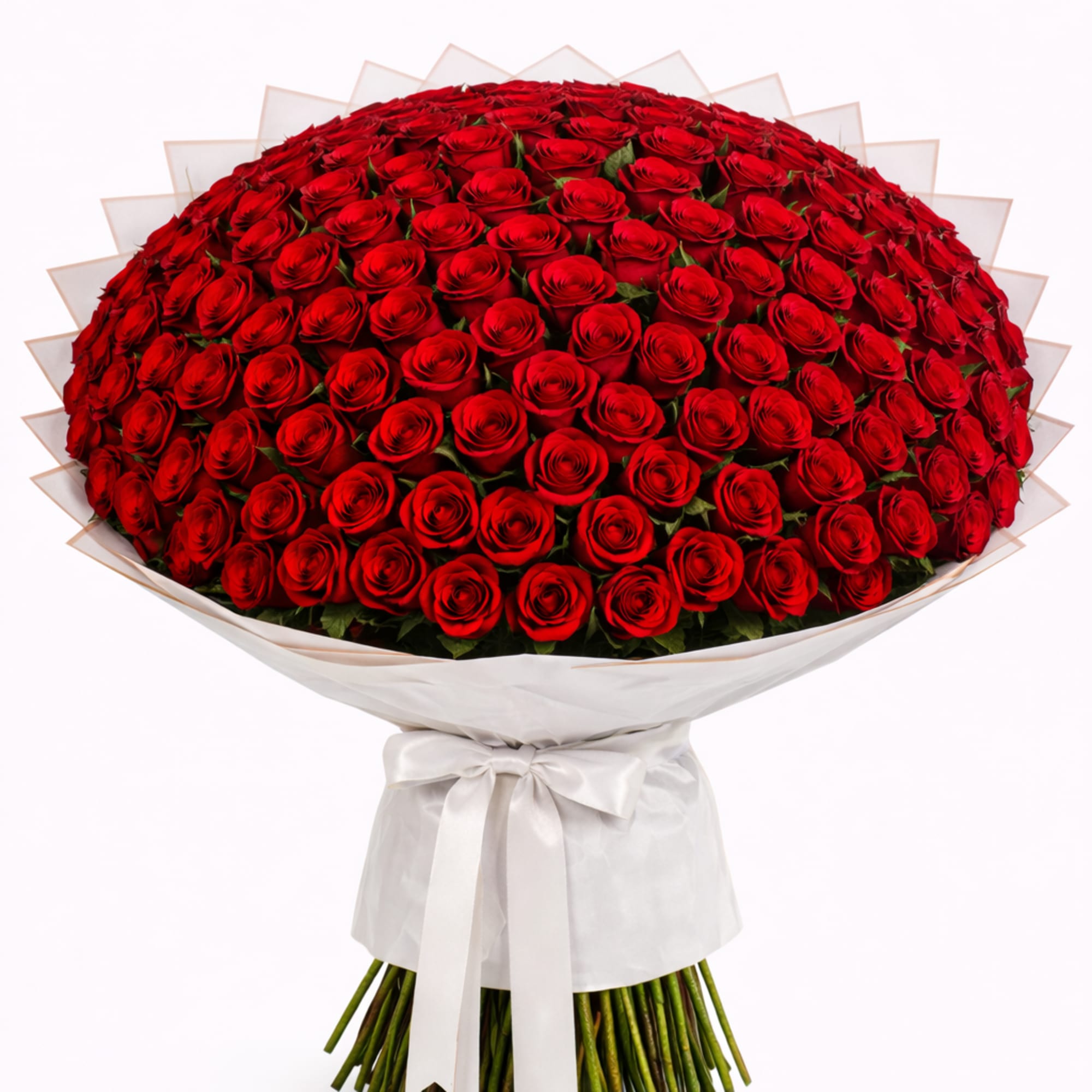 Large bouquet of red roses wrapped in white paper with a ribbon
