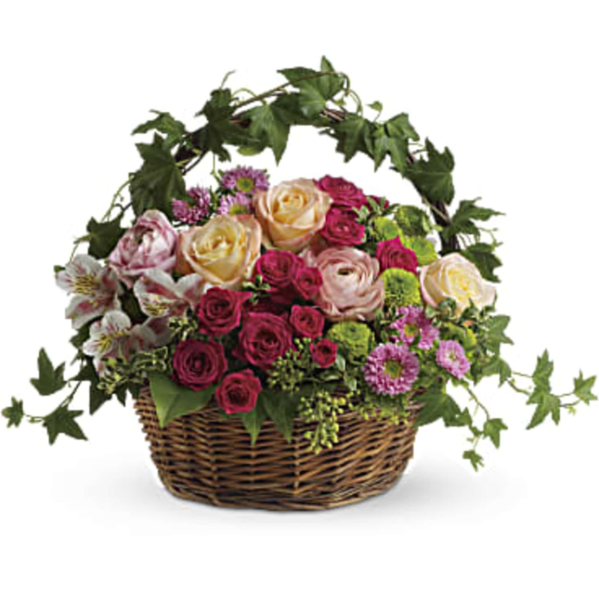 Mixed pink and cream roses in a wicker basket with ivy arching over the top