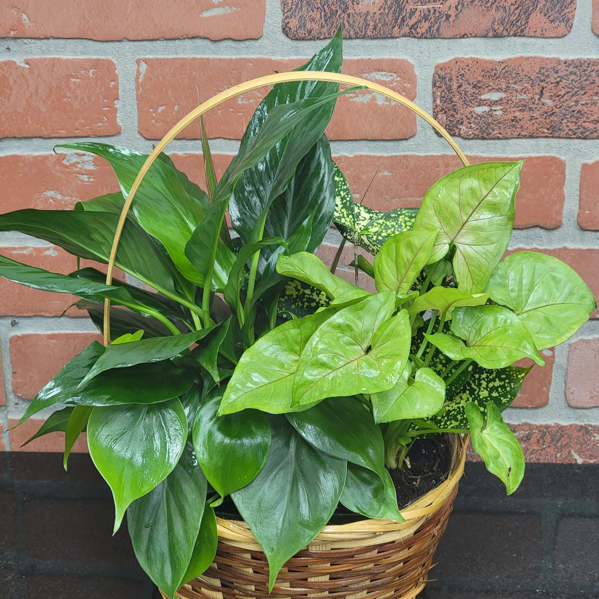 Potted green houseplants arranged in a woven basket with a handle