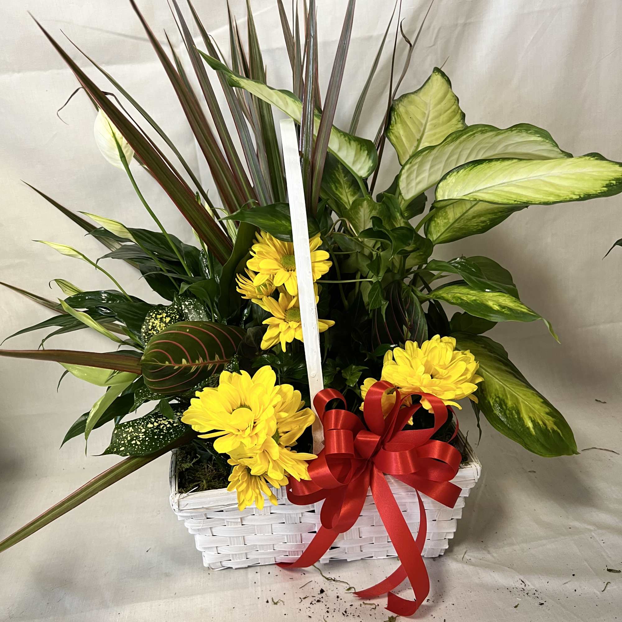 Basket arrangement with yellow daisies and assorted green plants, tied with a red ribbon