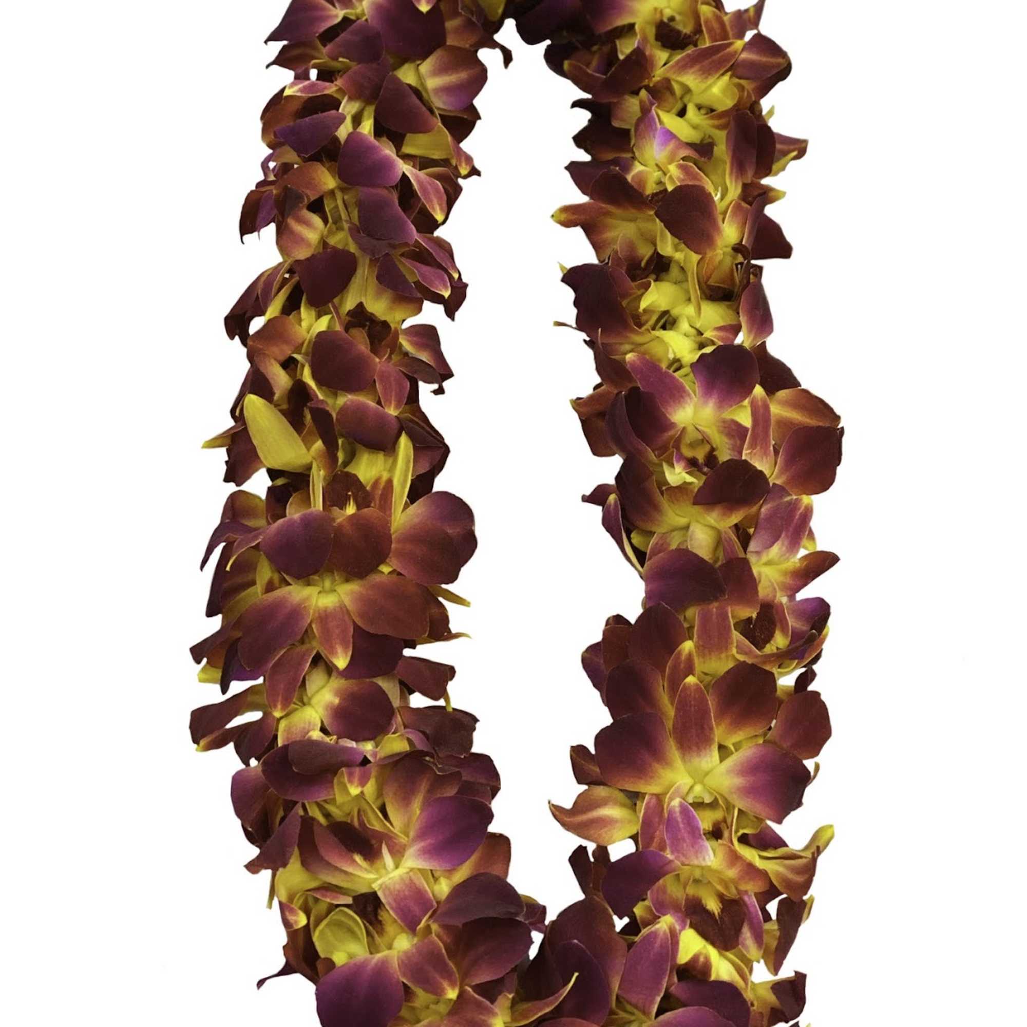 Two strands of purple and yellow orchid flowers arranged in a U shape