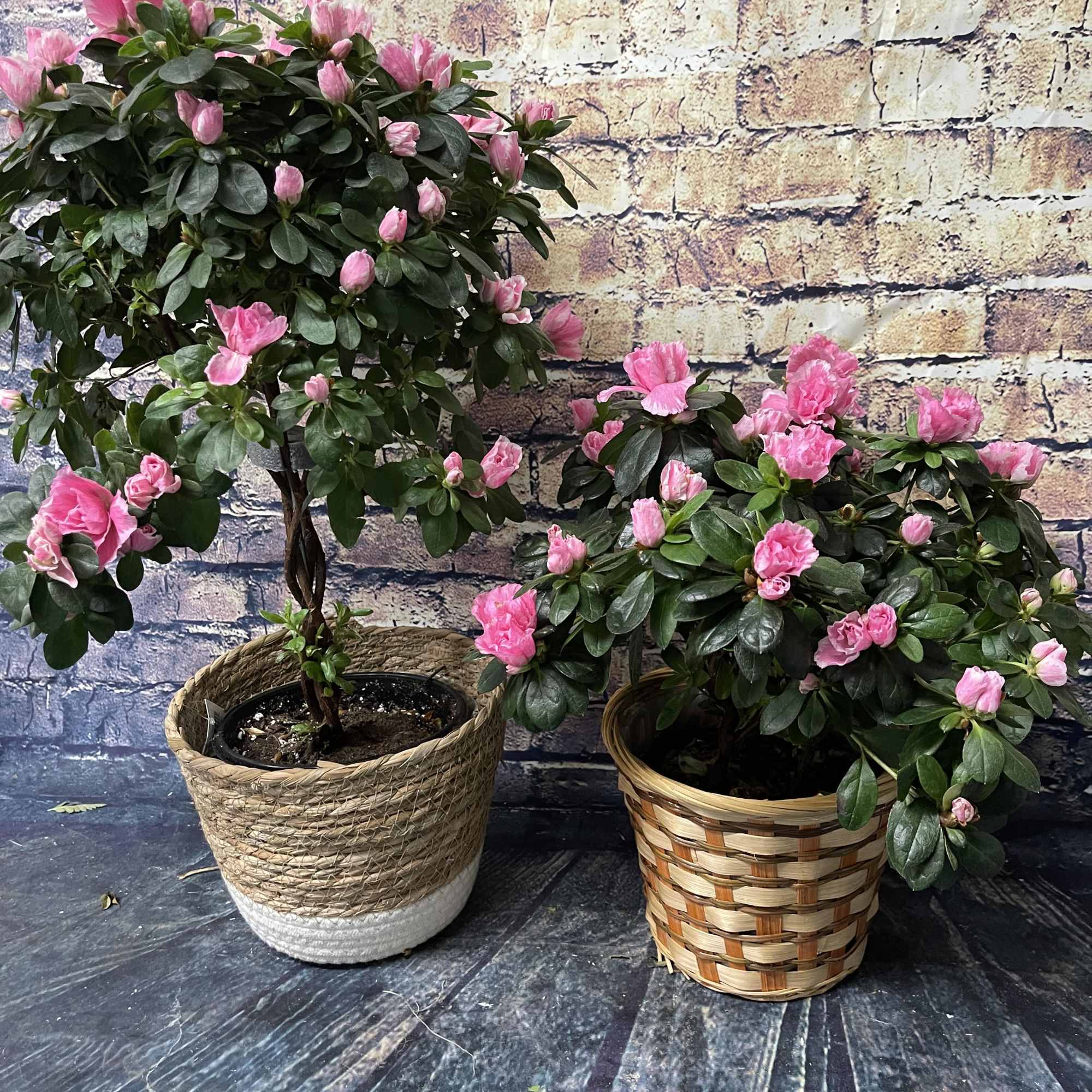 Two potted flowering plants with pink blooms in woven baskets
