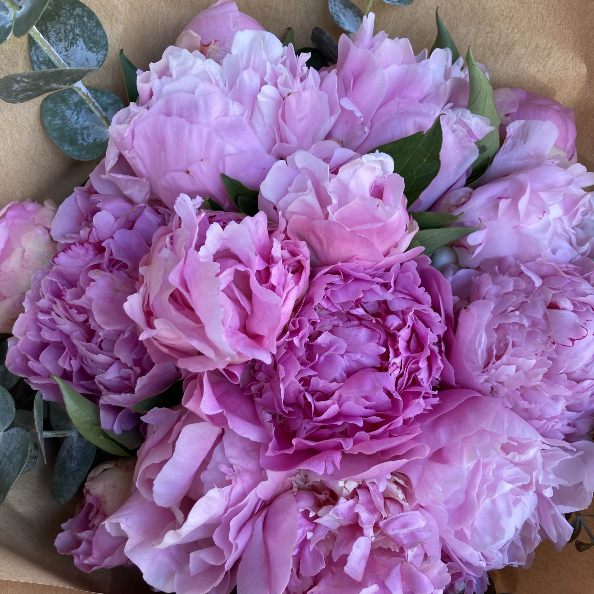 Simply Peonies 15 stems with Eucalyptus beautiful wrapped just for someone special.
