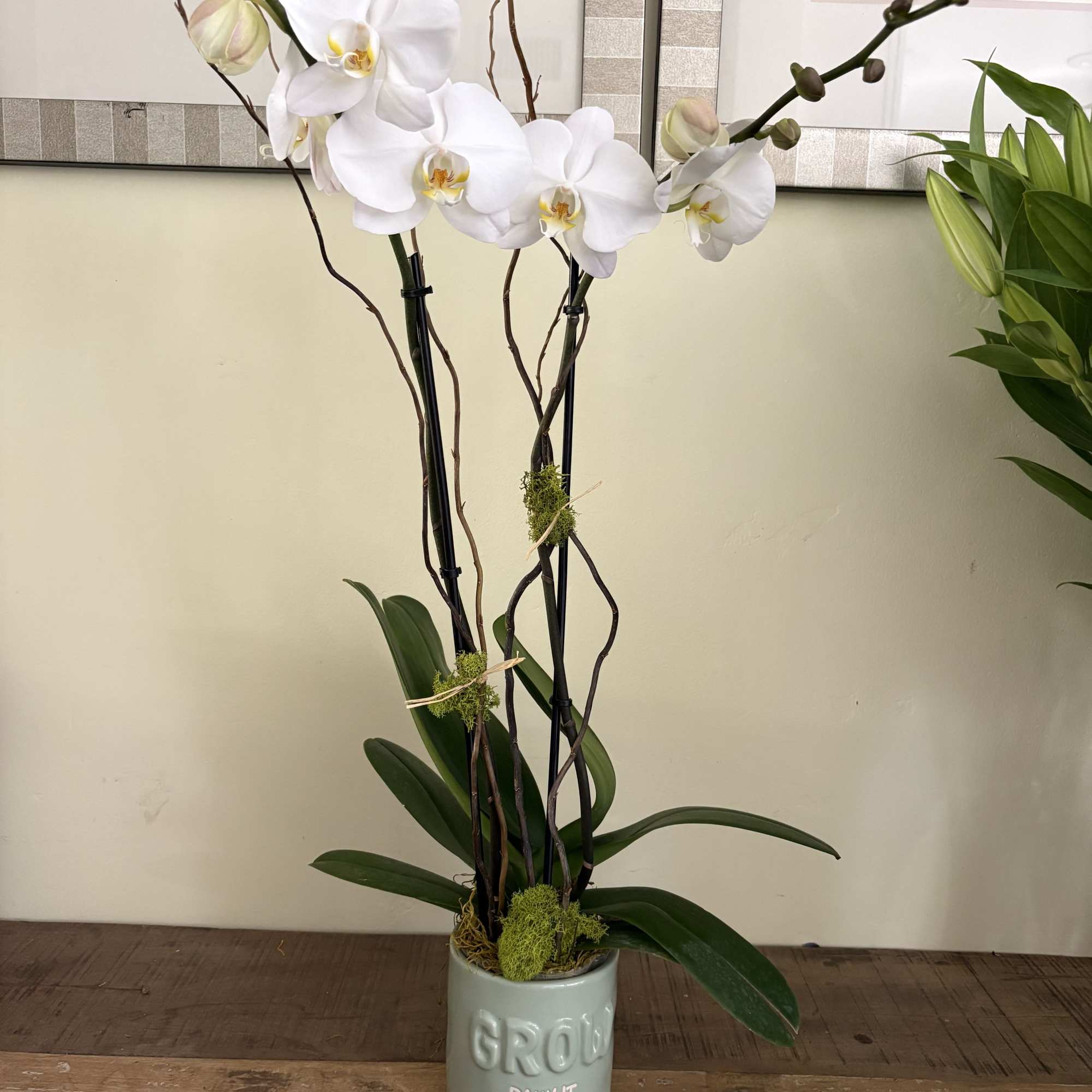 White orchid plant in a decorative pot
