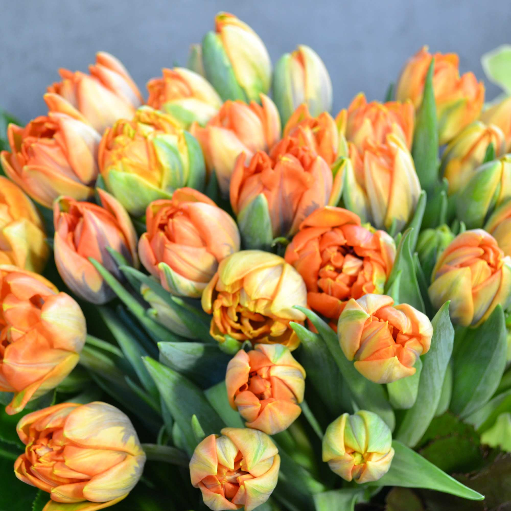 Tulips and Cymbidium Orchids perfectly matching.
, photo 2 of 3
