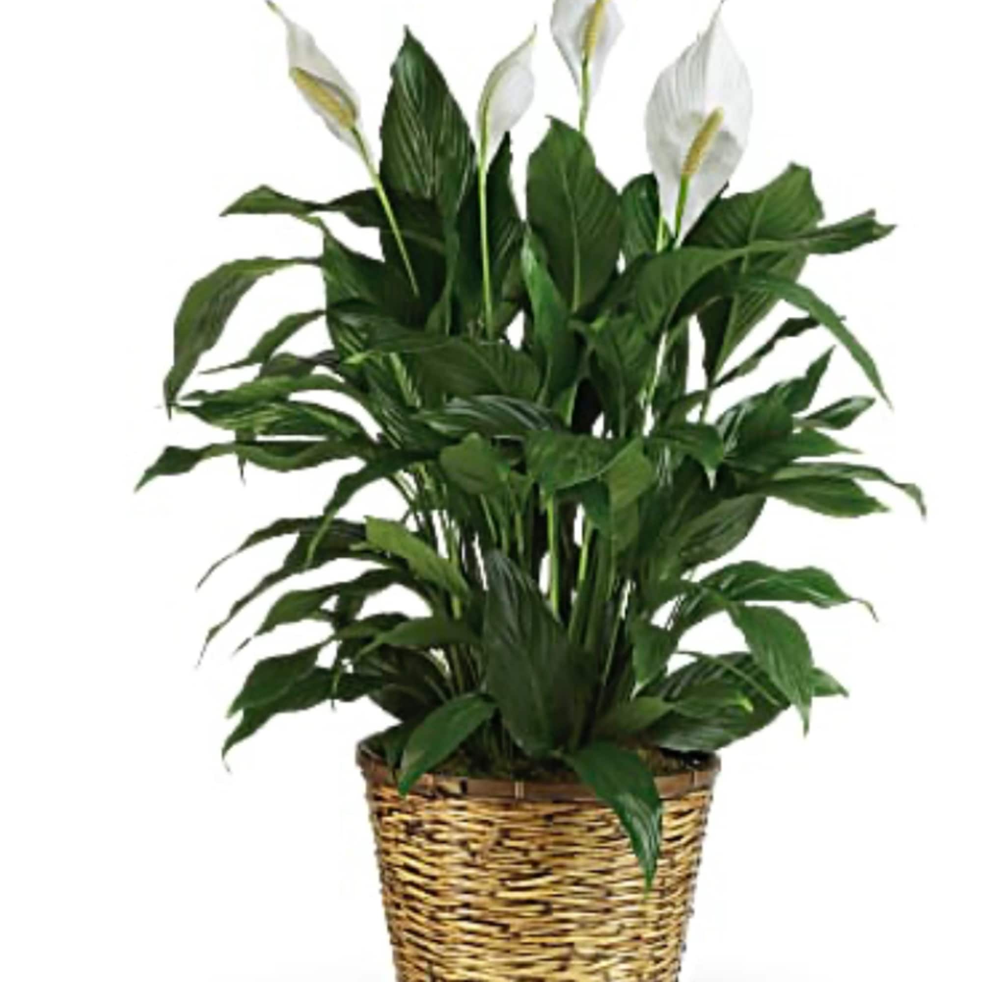 Beautiful sympathy peace lily