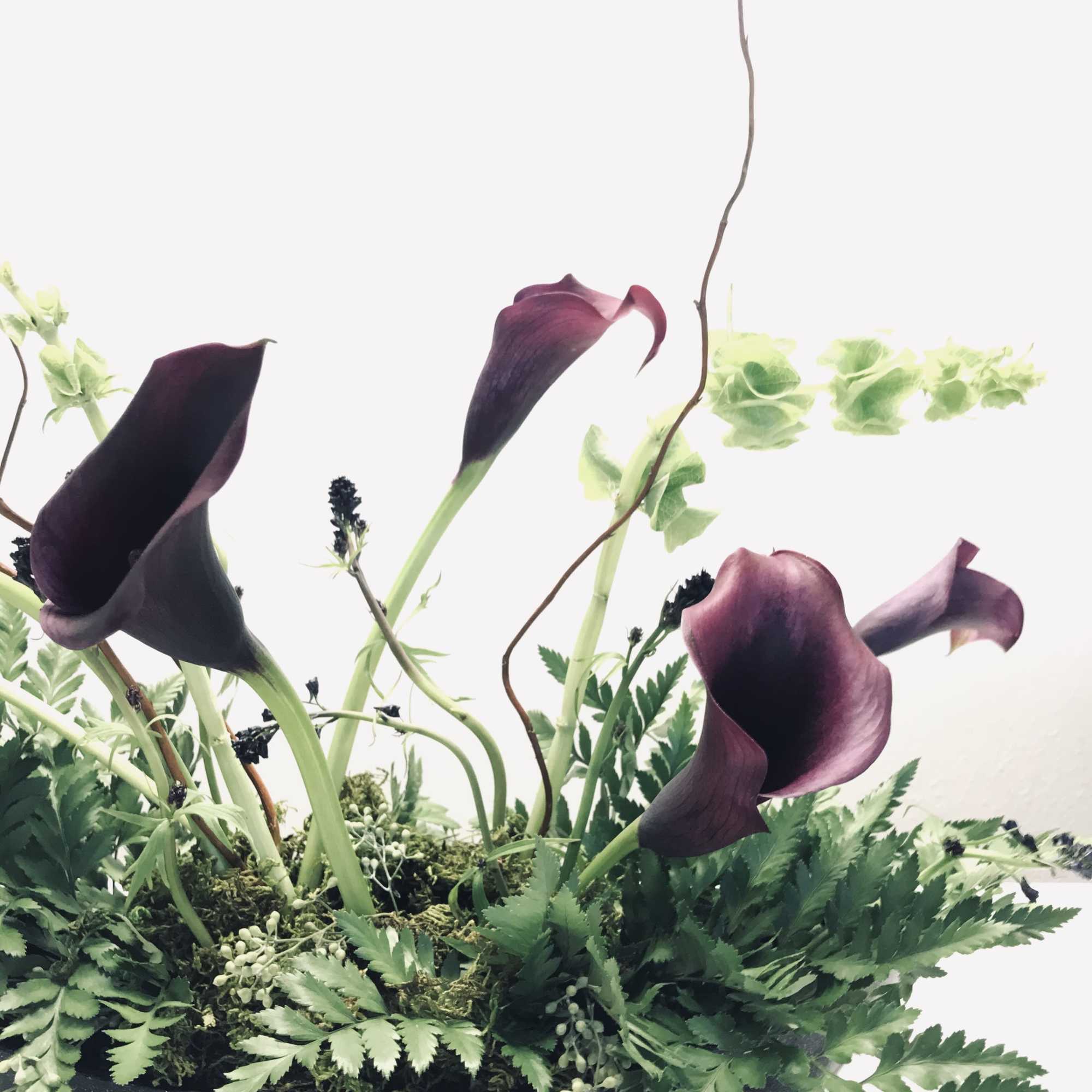 Dark purple calla lilies in a low black bowl with mixed greenery