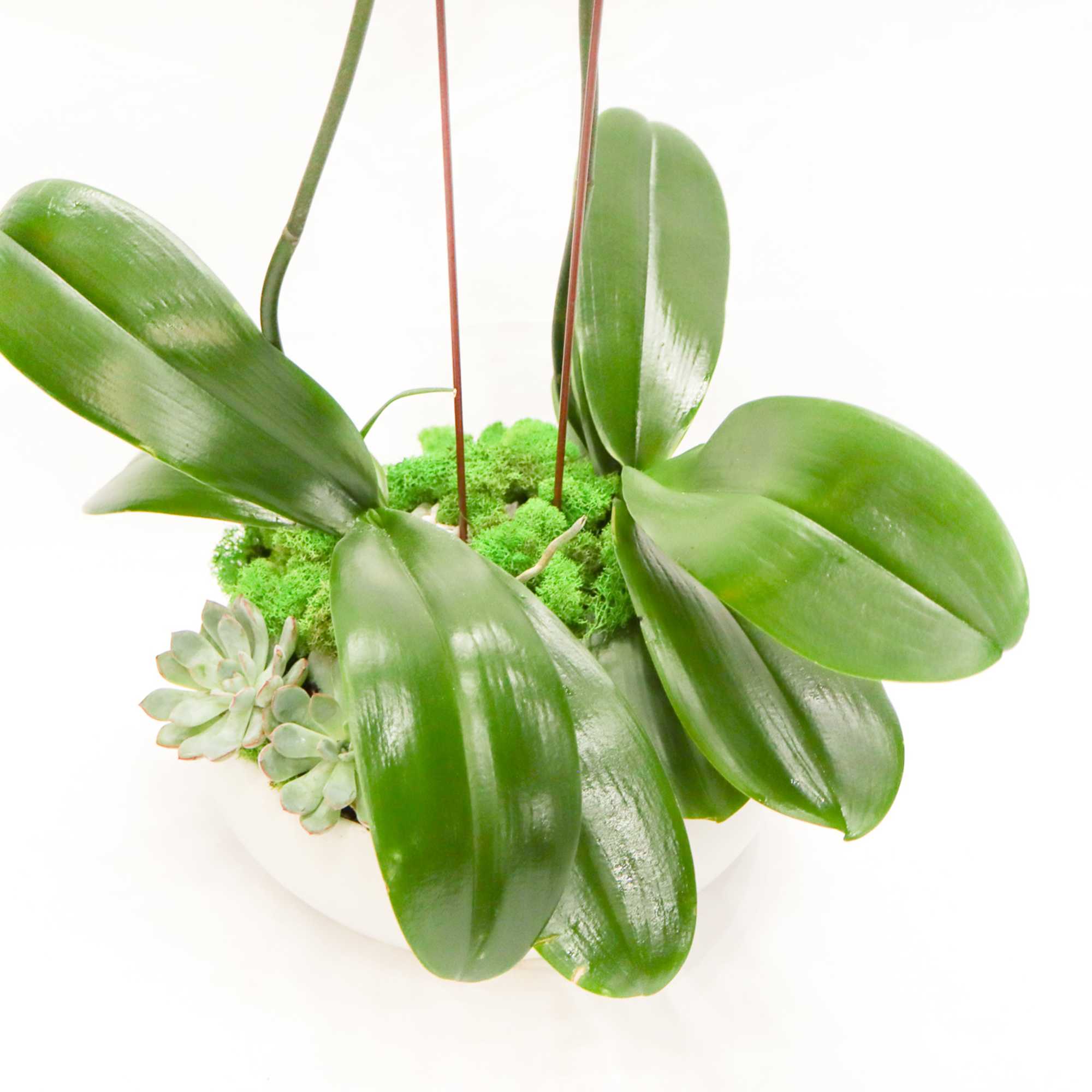 A classic white double orchid with succulents in a white ceramic bowl., photo 4 of 4