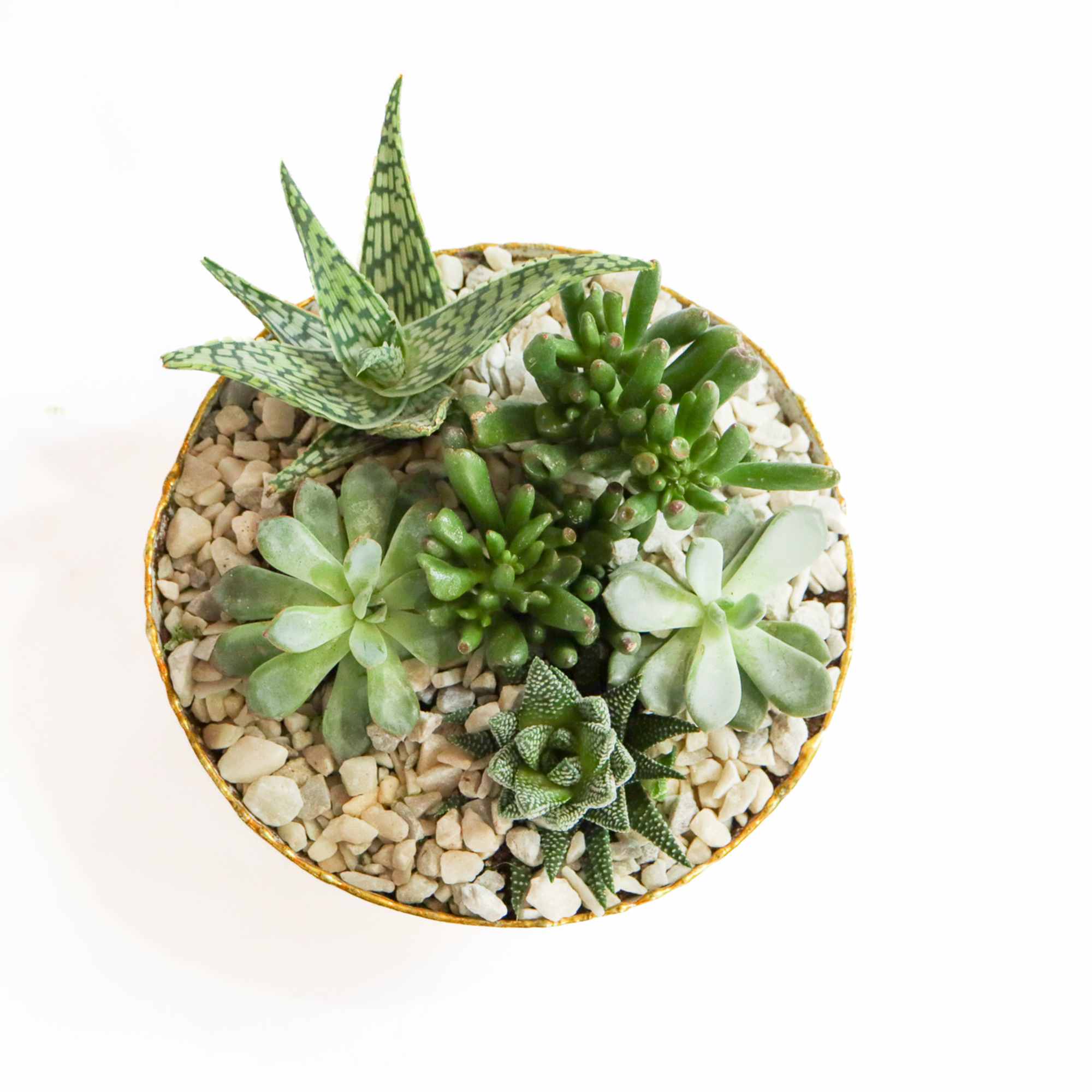 Round succulent arrangement in a shallow container with pebbles