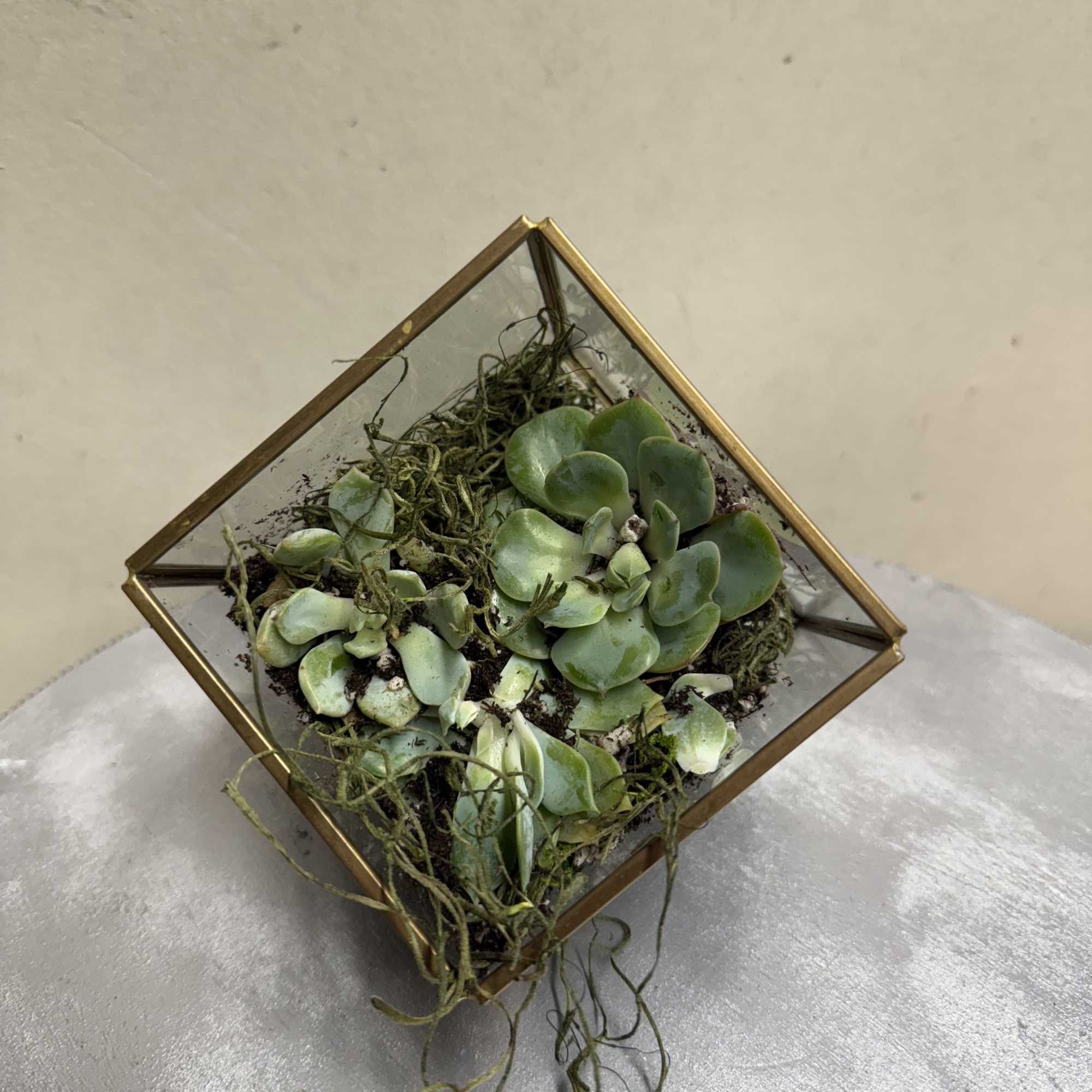 A brass and glass geometric shape with succulent or air plant! , photo 2 of 2