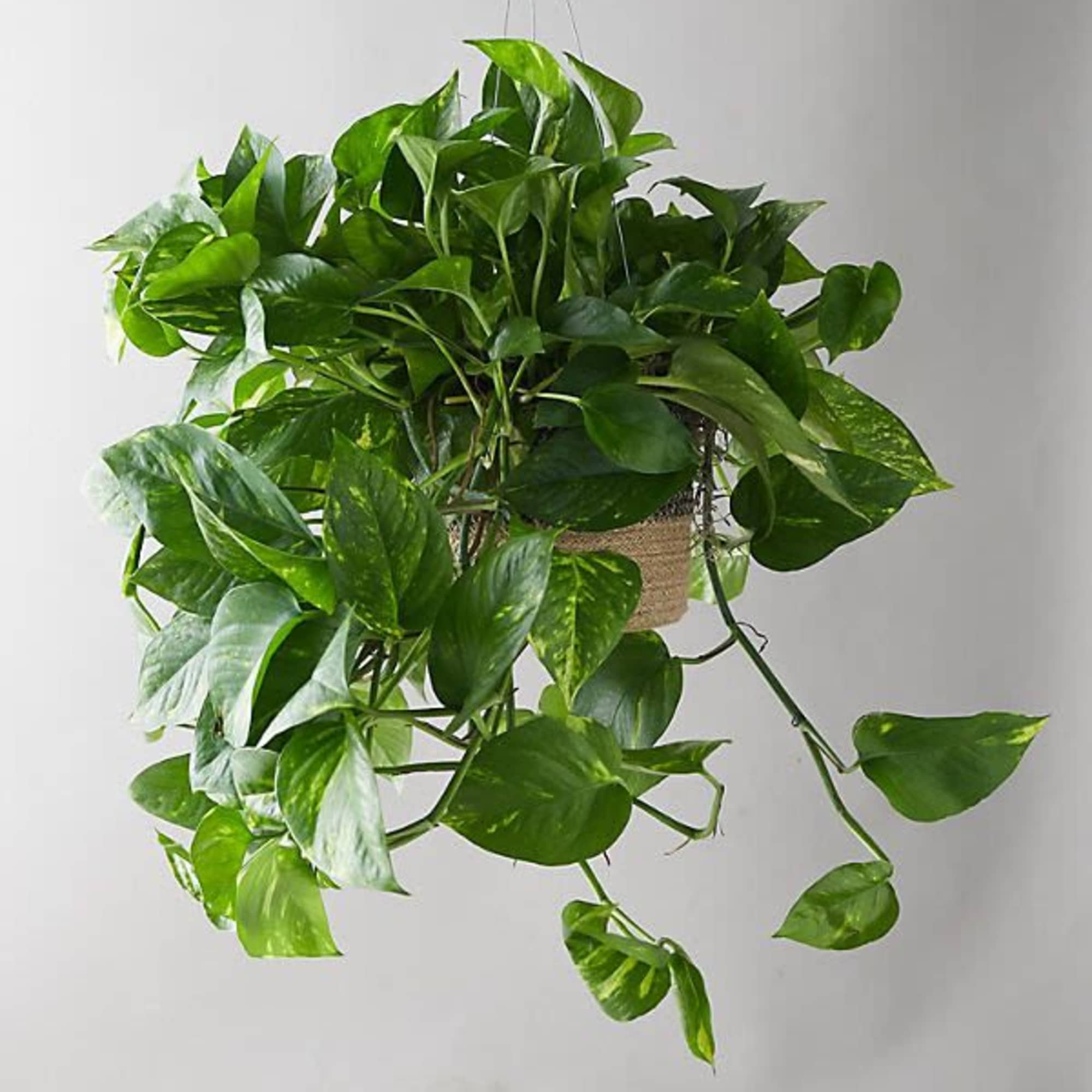 Pothos (Epipremnum aureum)

Pothos is a hardy and decorative indoor plant, ideal for