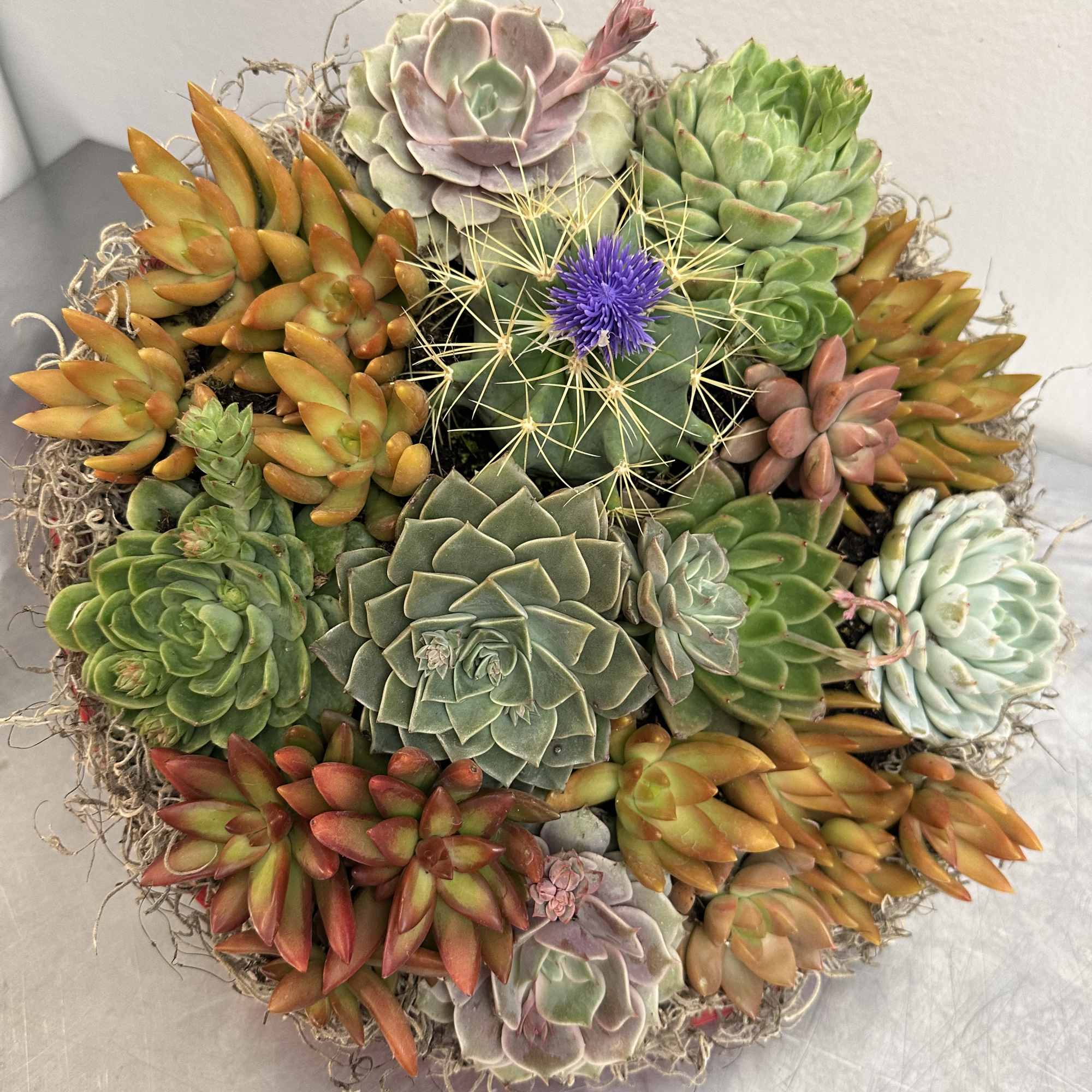 Round succulent arrangement with multicolored rosettes and a purple cactus bloom
