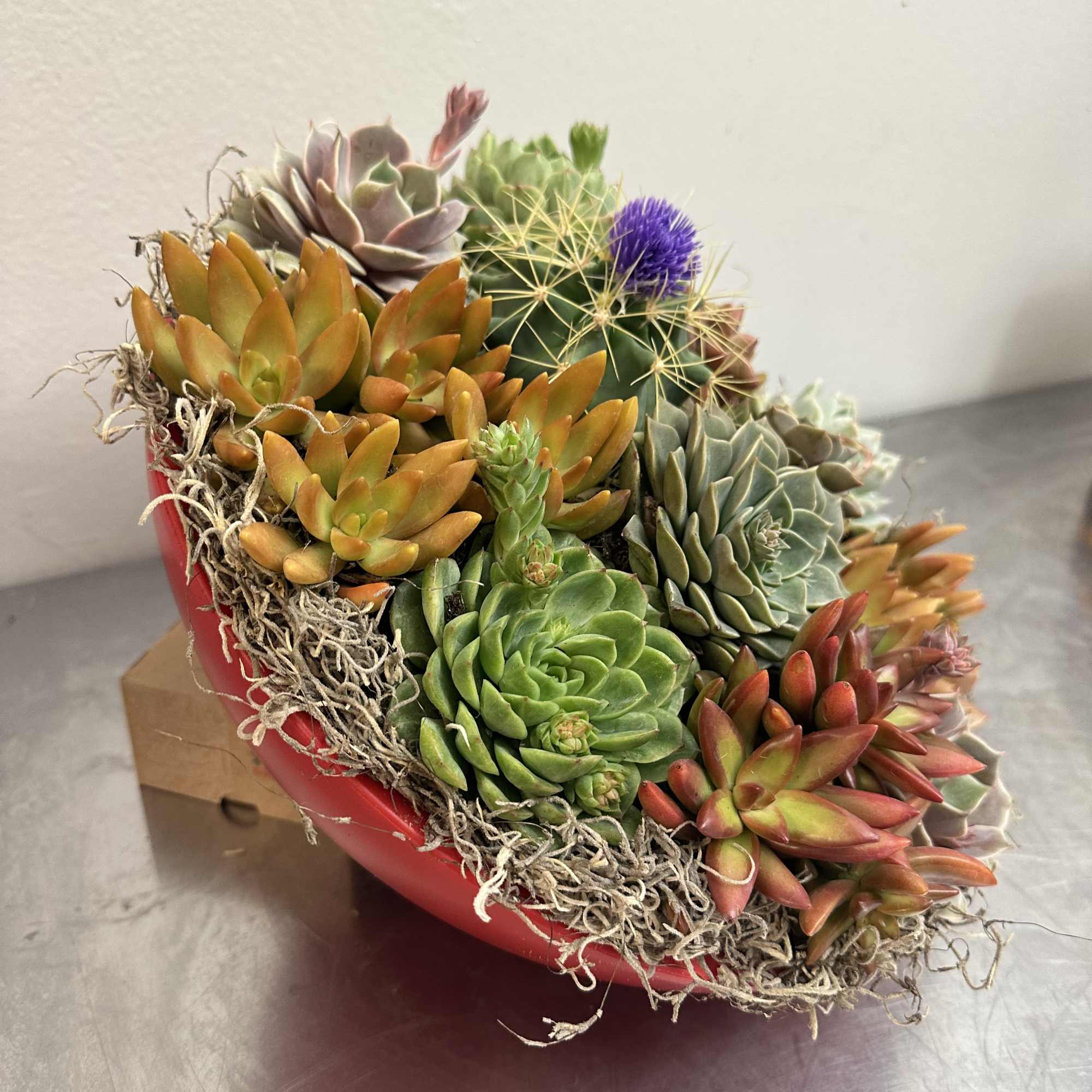 Succulent arrangement in a red bowl with moss accents