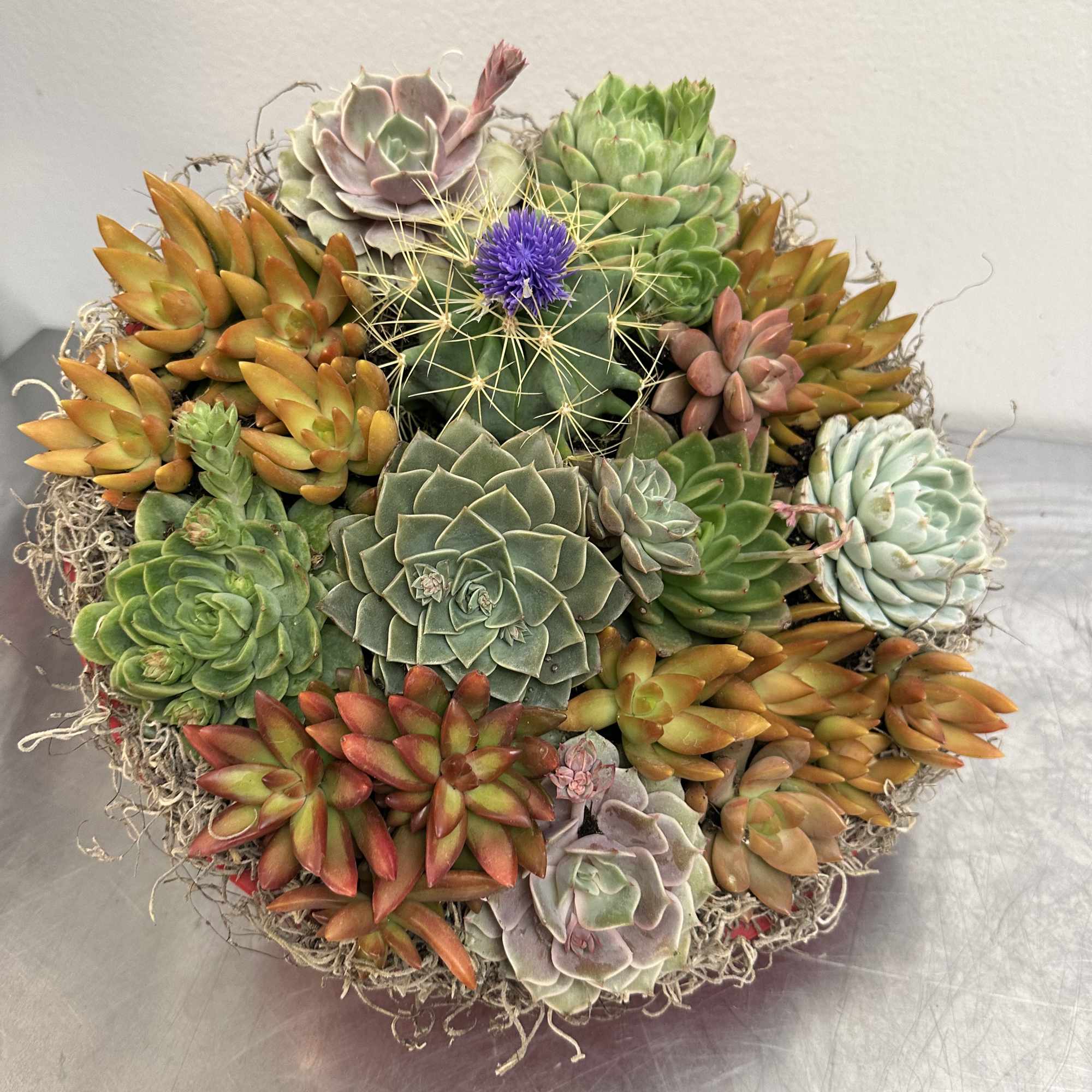Round succulent arrangement with a cactus bloom in the center