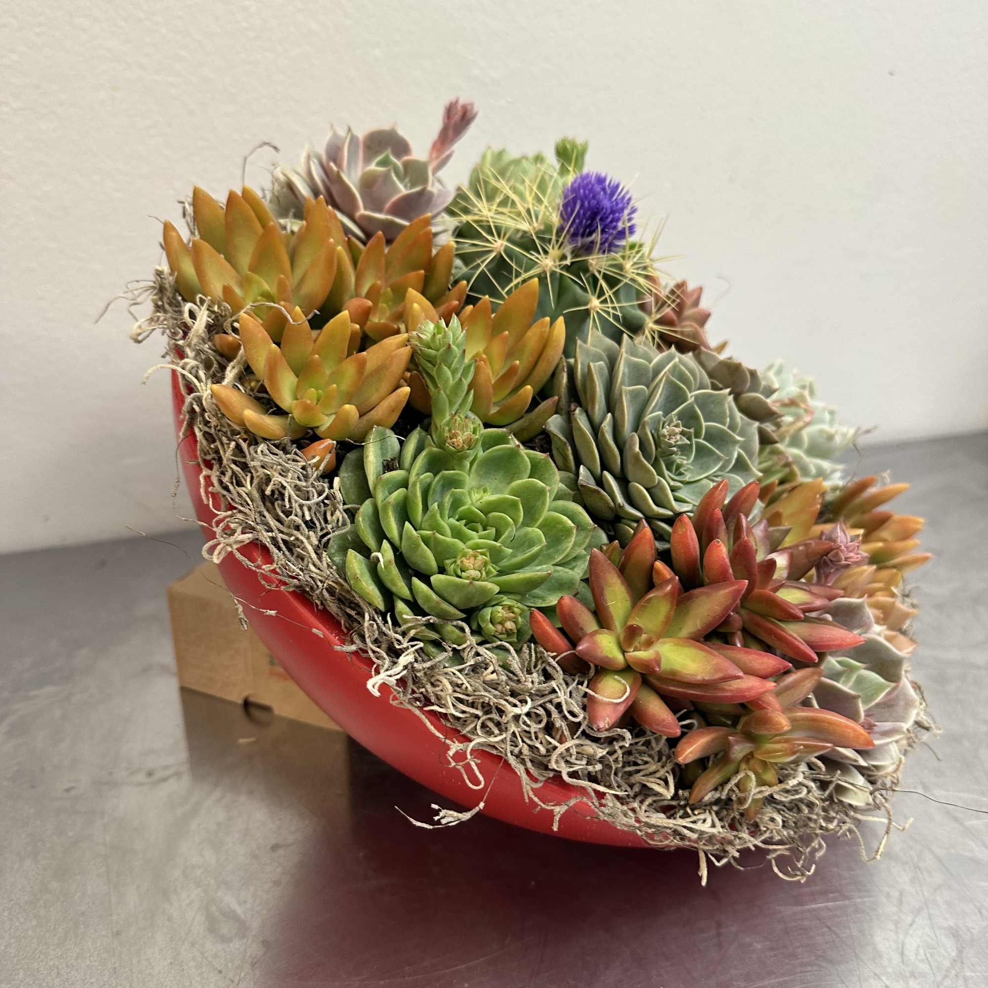 Succulent arrangement in a red bowl with moss and a purple cactus bloom