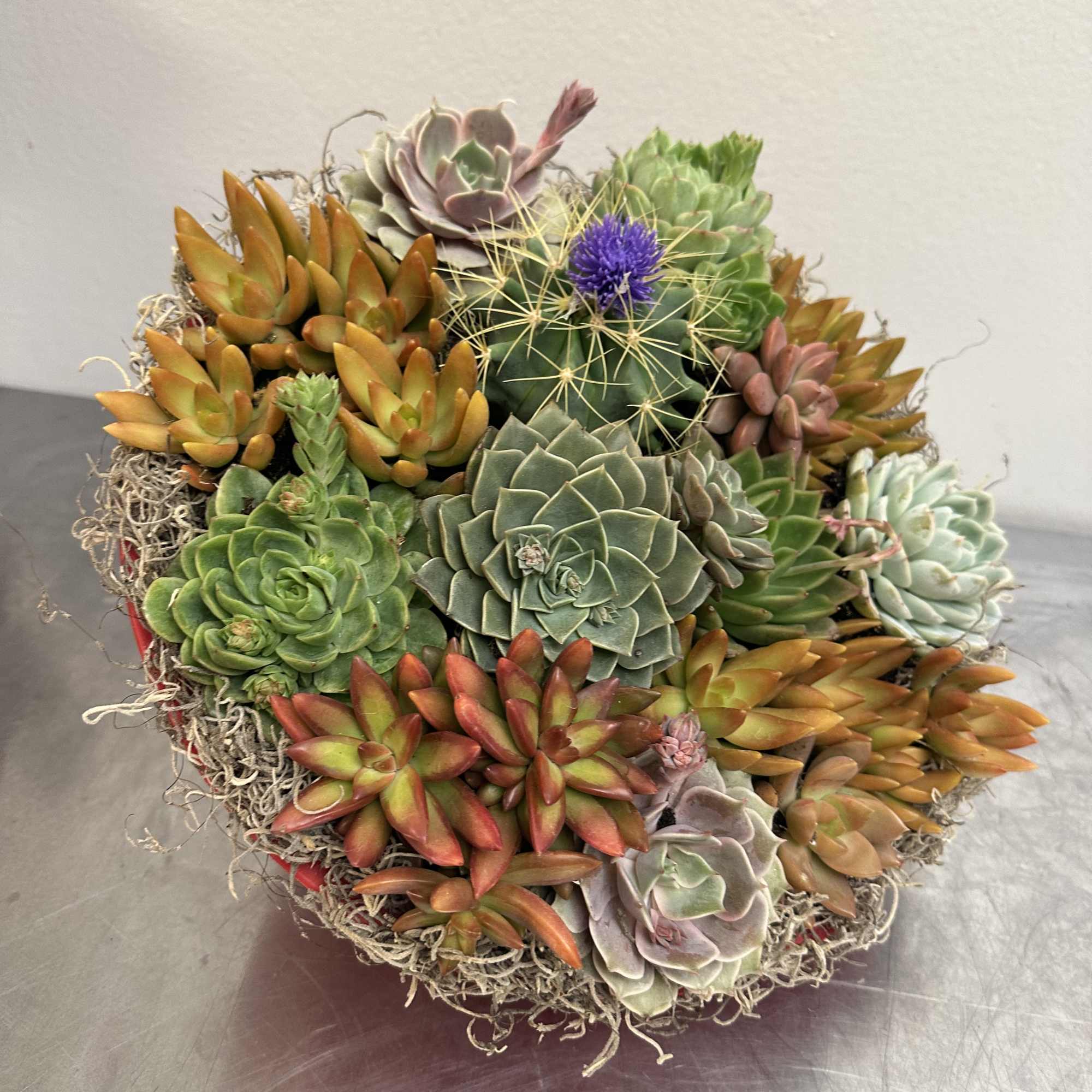 Round succulent arrangement with mixed rosette plants in a container