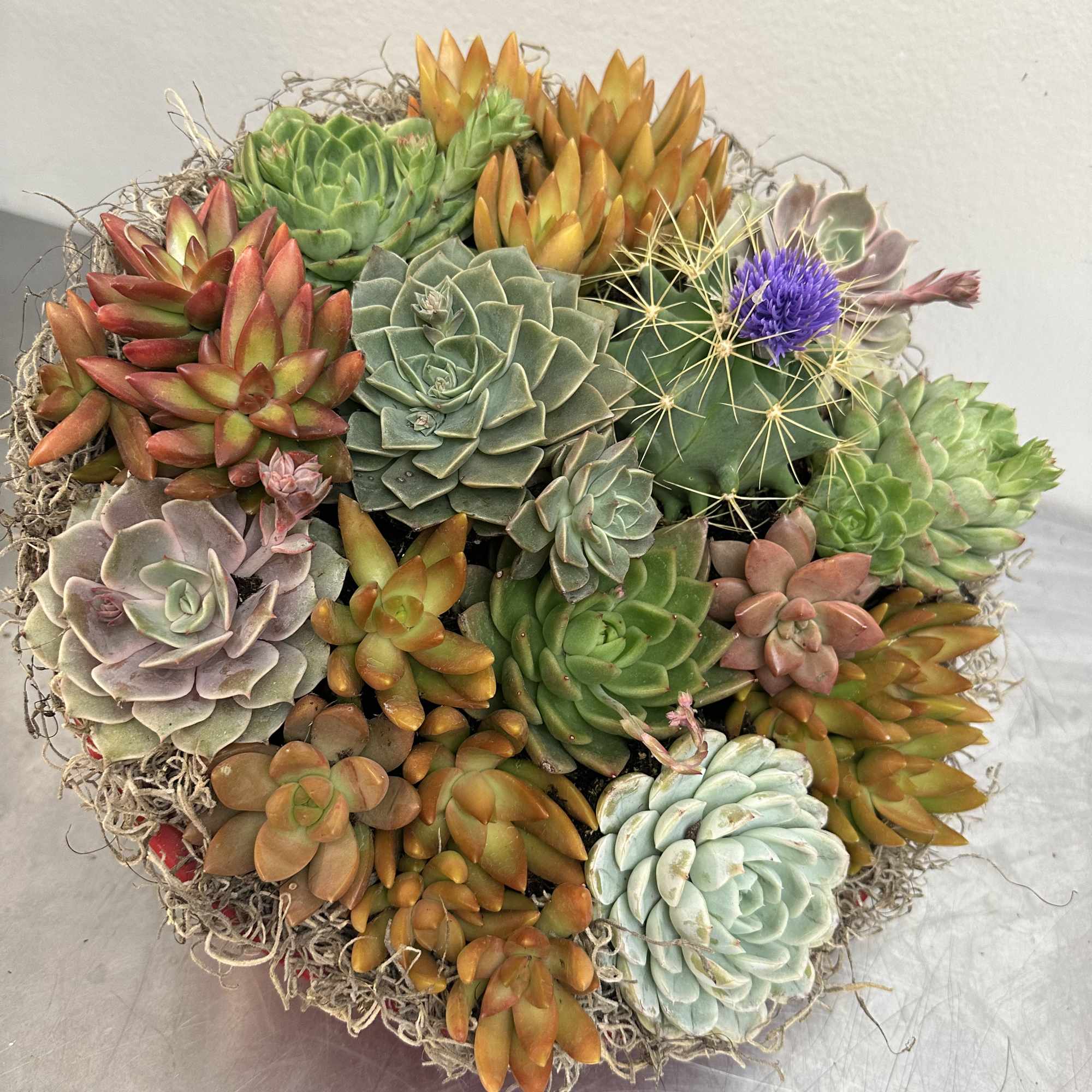 Round succulent arrangement with assorted rosette plants in a woven base