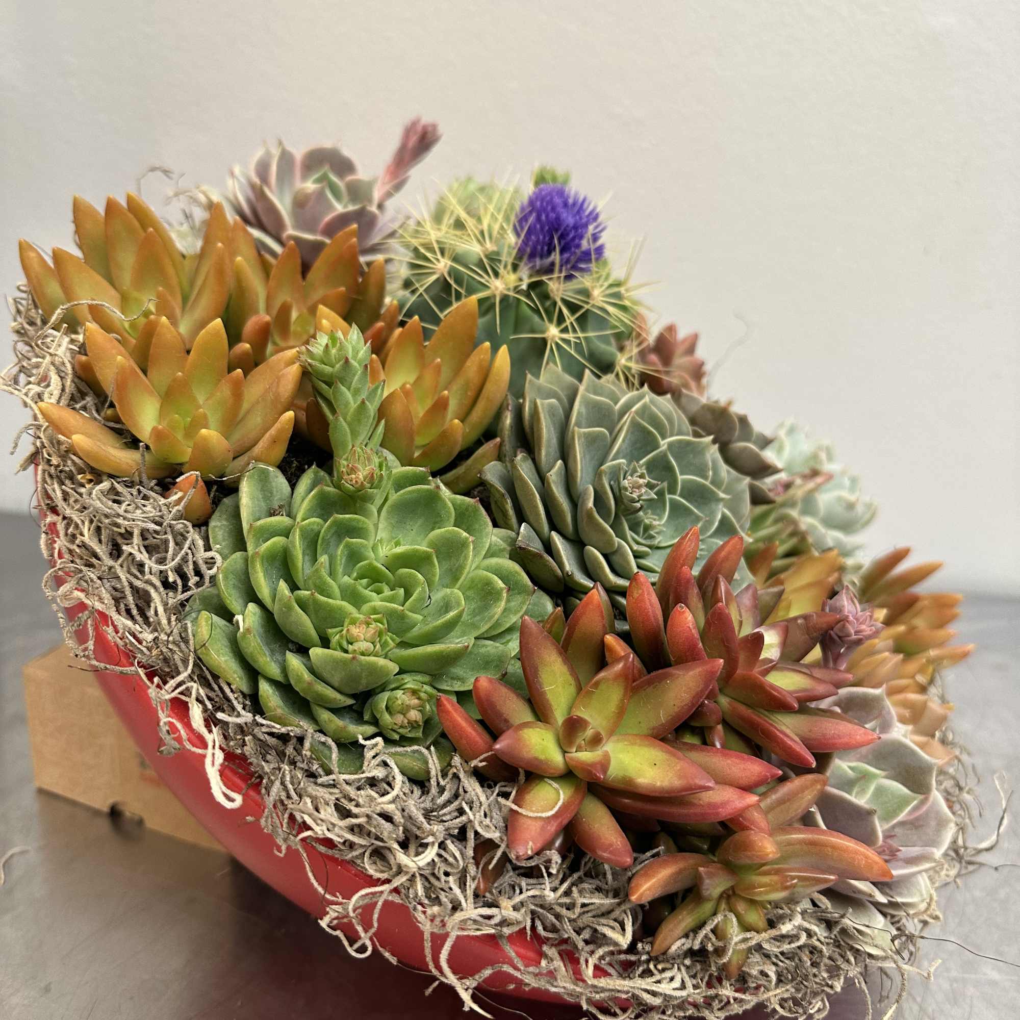 A Radiant, Lasting Gift for Mother&rsquo;s Day or any other special occasion

Surprise, photo 12 of 14