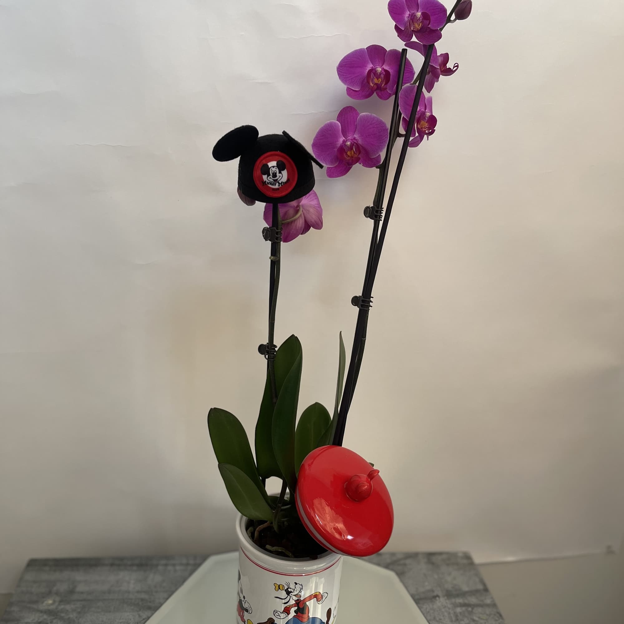 Potted purple orchids in a Mickey Mouse tin container with decorative clips