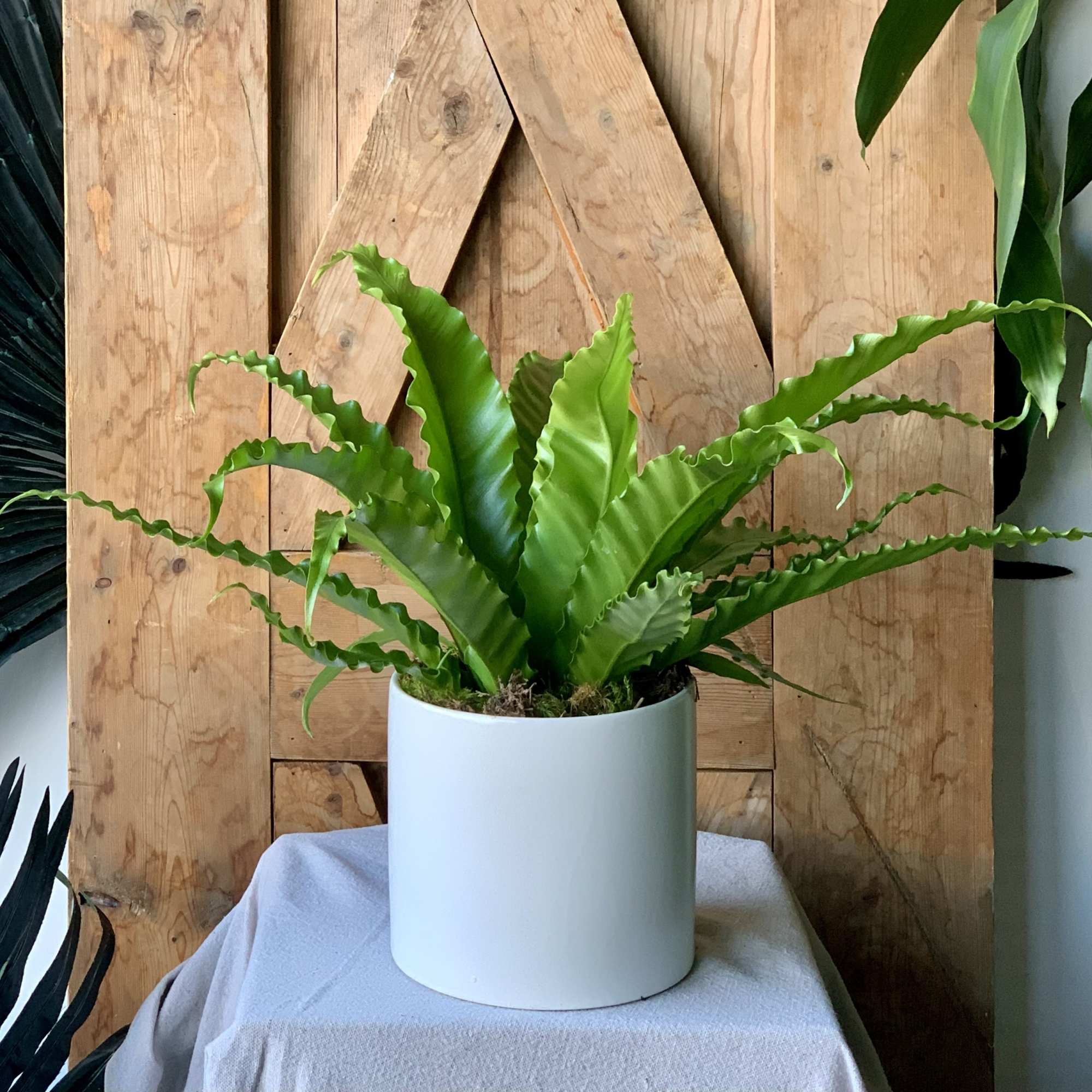 We have a wide range of easy-care plants available throughout the year, photo 5 of 5
