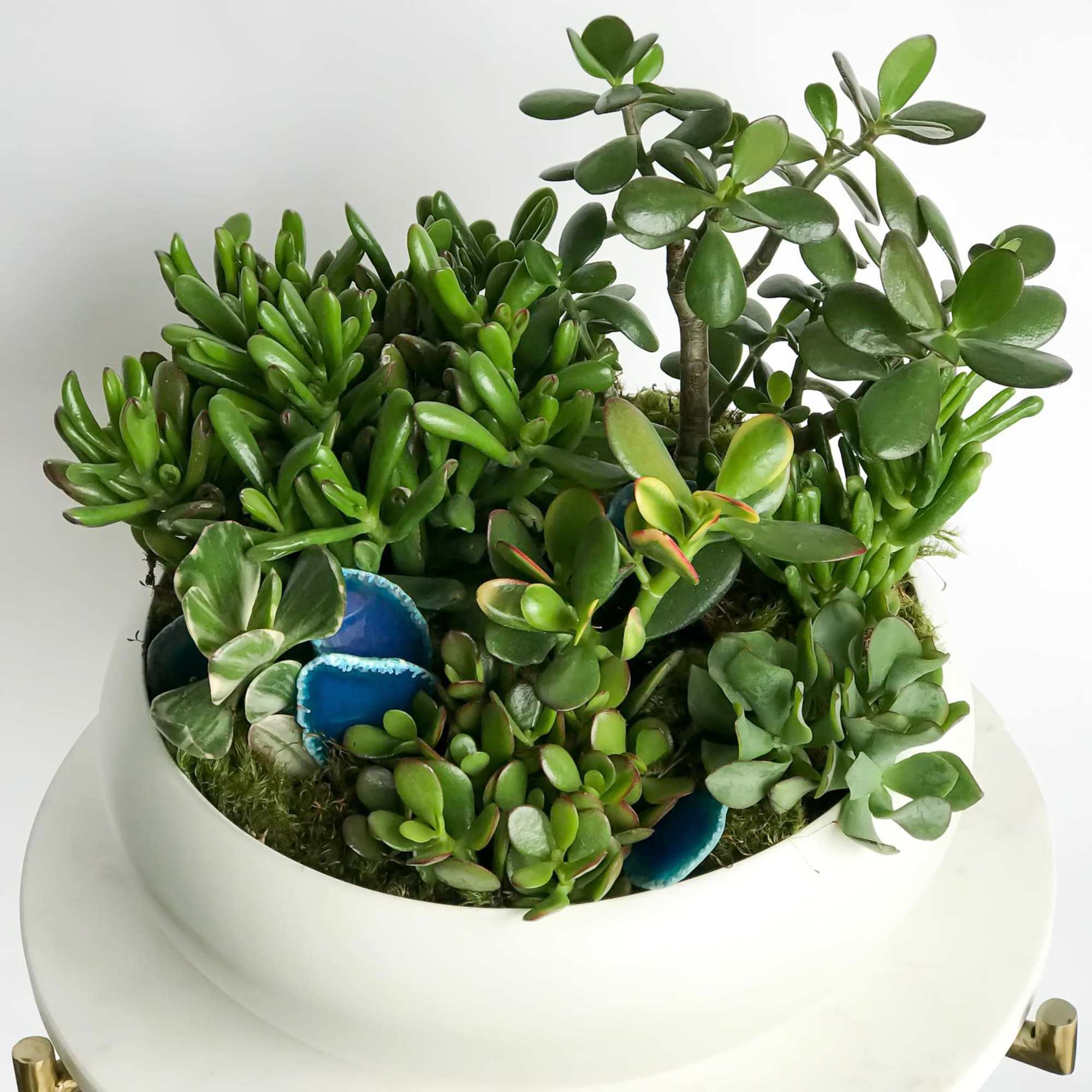 A sleek, modern statement piece. This lush bowl has multiple succulent plants
