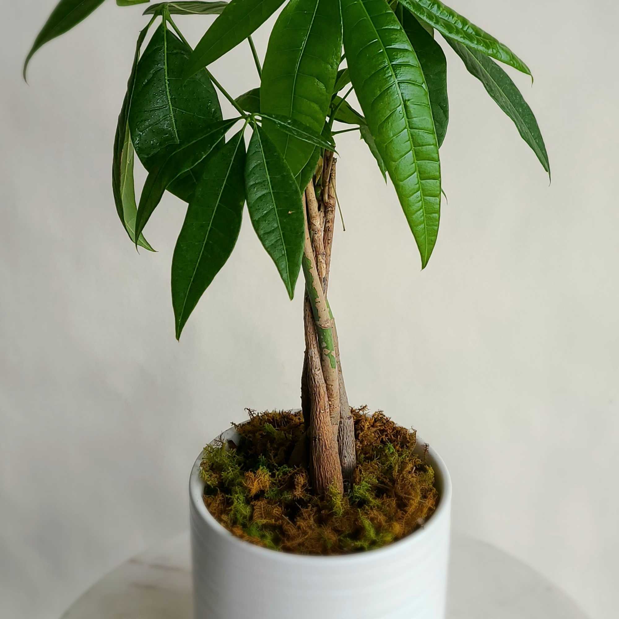 We have a wide range of easy-care plants available throughout the year, photo 2 of 5