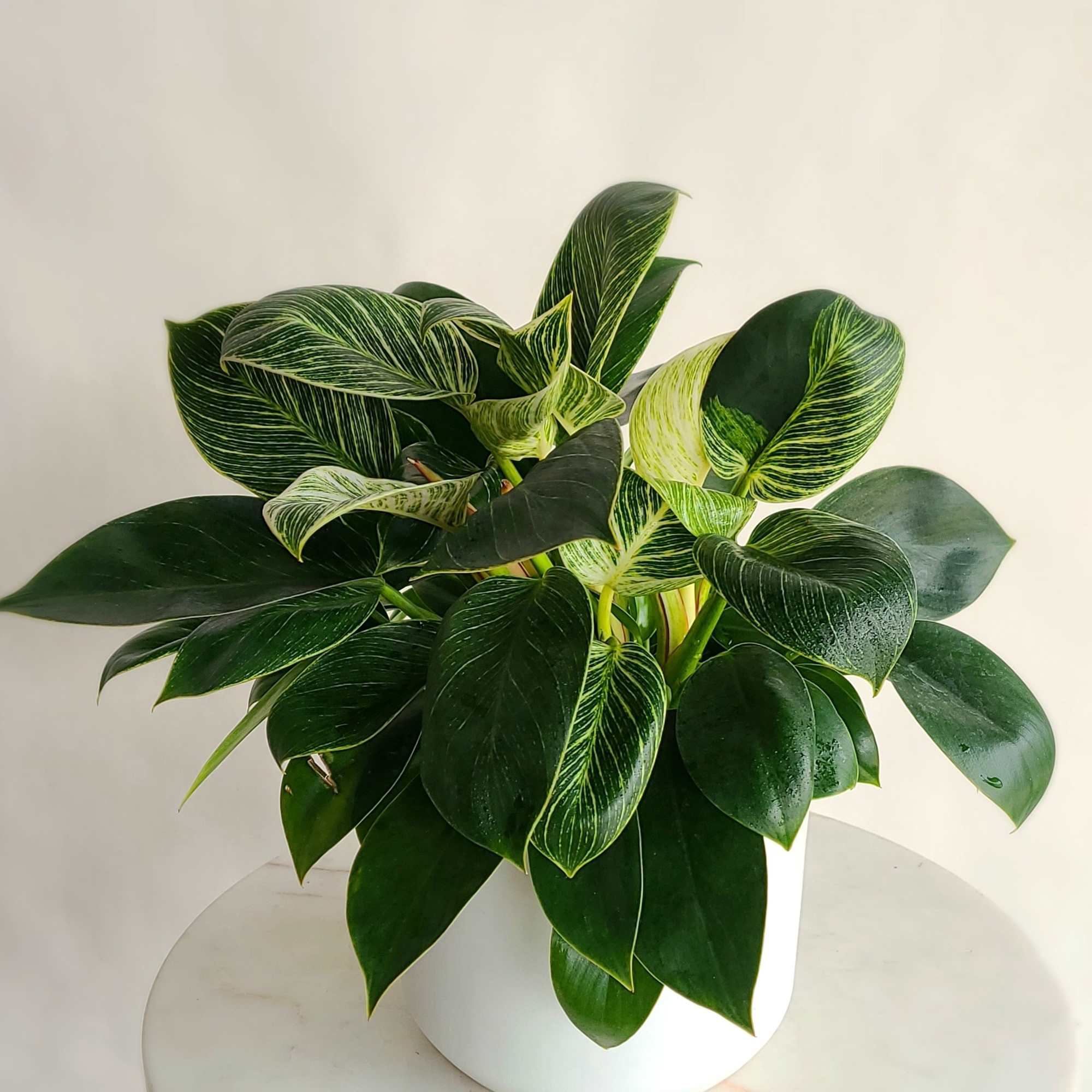 We have a wide range of easy-care plants available throughout the year, photo 3 of 5