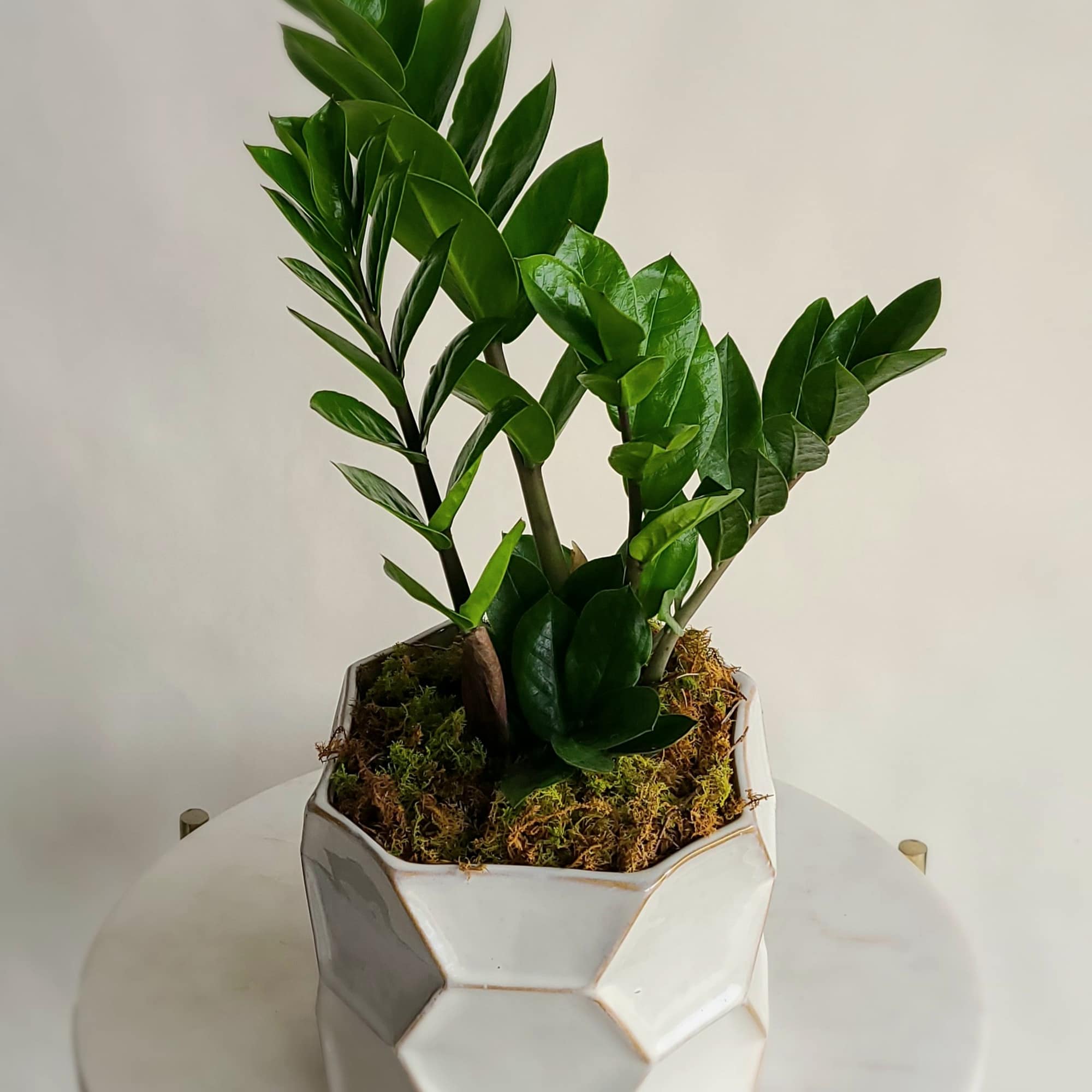 We have a wide range of easy-care plants available throughout the year, photo 4 of 5