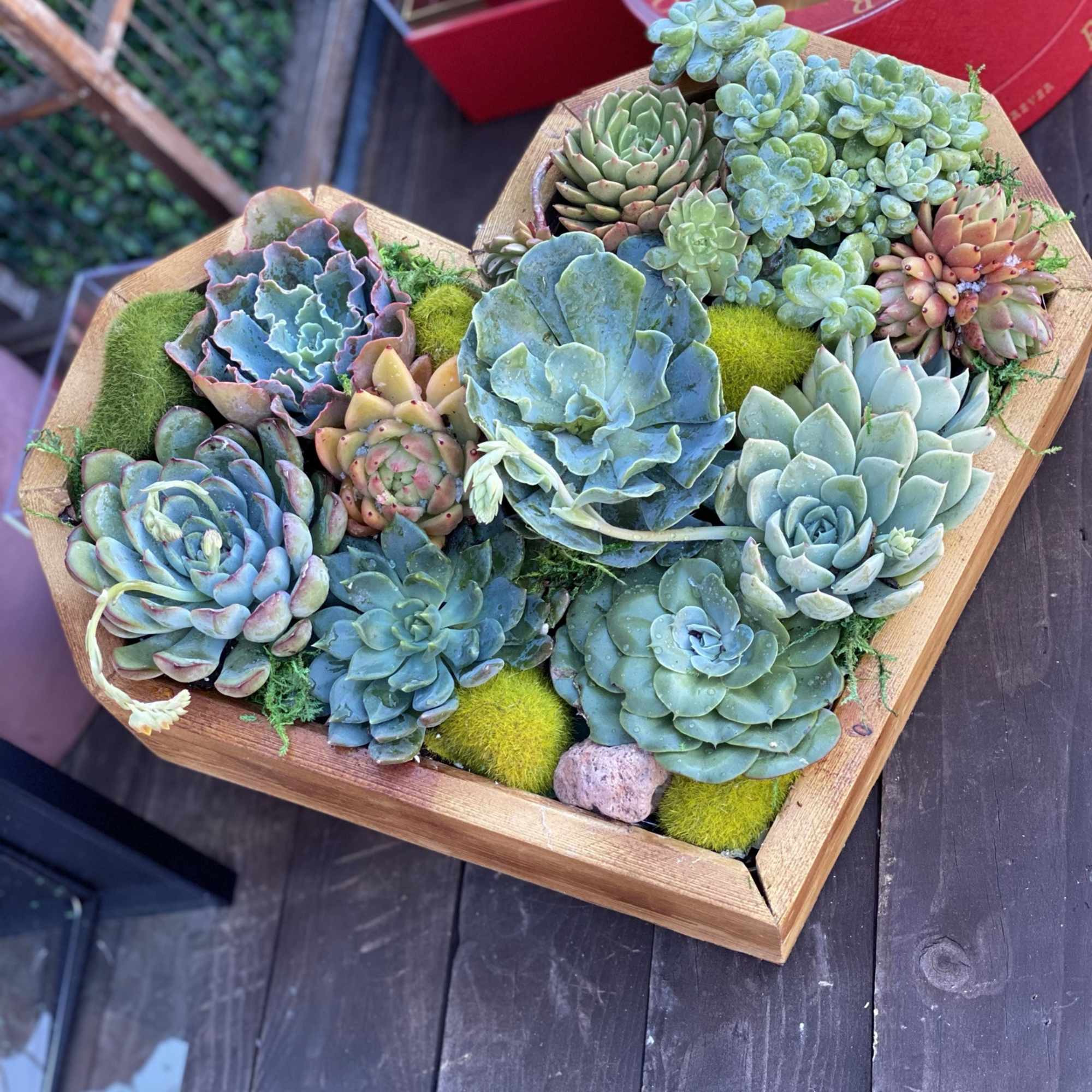 Heart shaped wood container with succulents plants