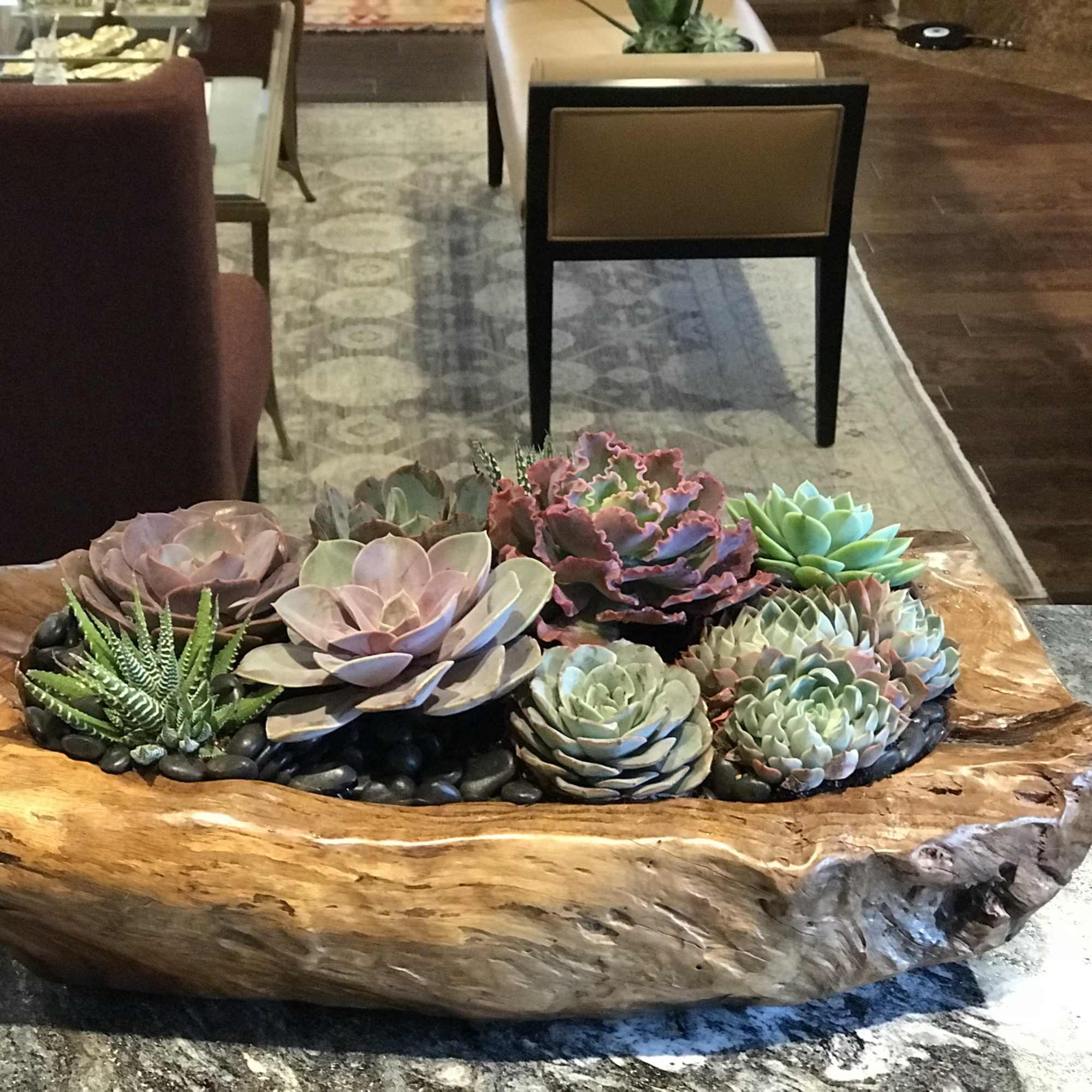 Teak wood container with a rich assortment of succulents nicely designed 