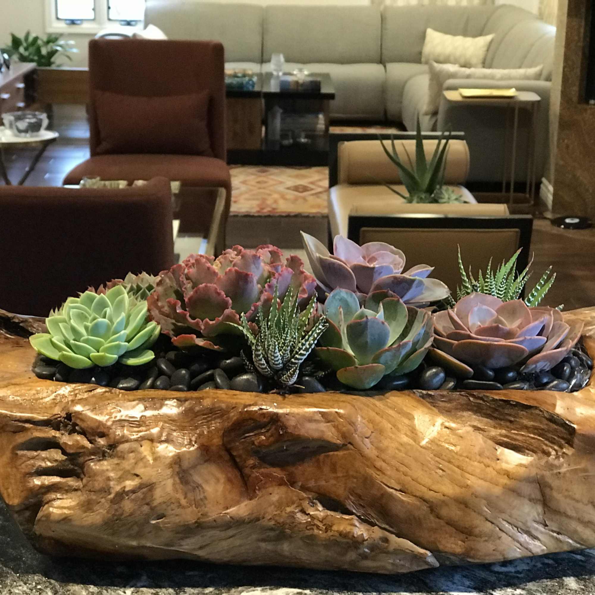 Teak wood container with a rich assortment of succulents nicely designed , photo 2 of 2