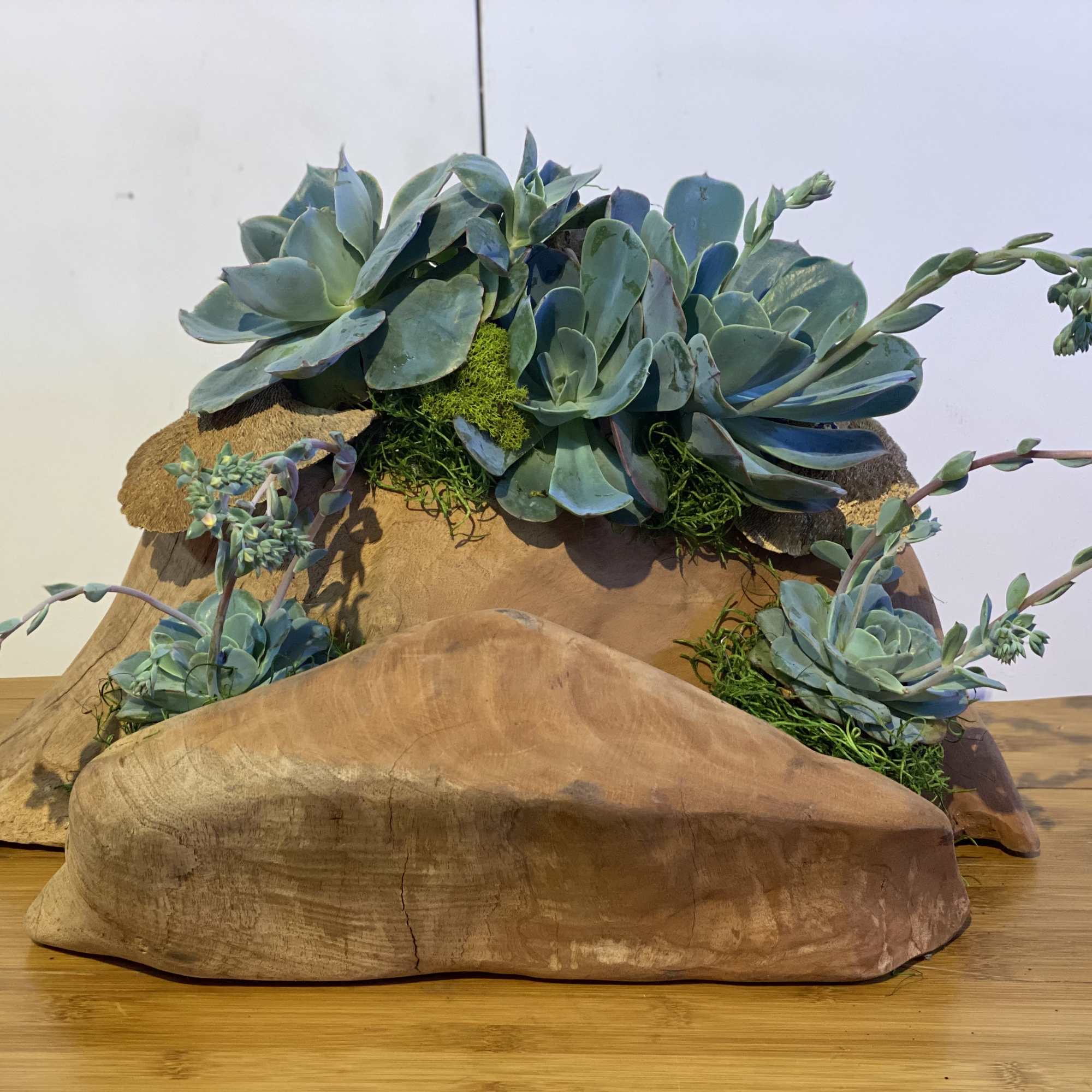 Unique wood piece adorned with large succulent clusters with preserved mushrooms and, photo 2 of 3